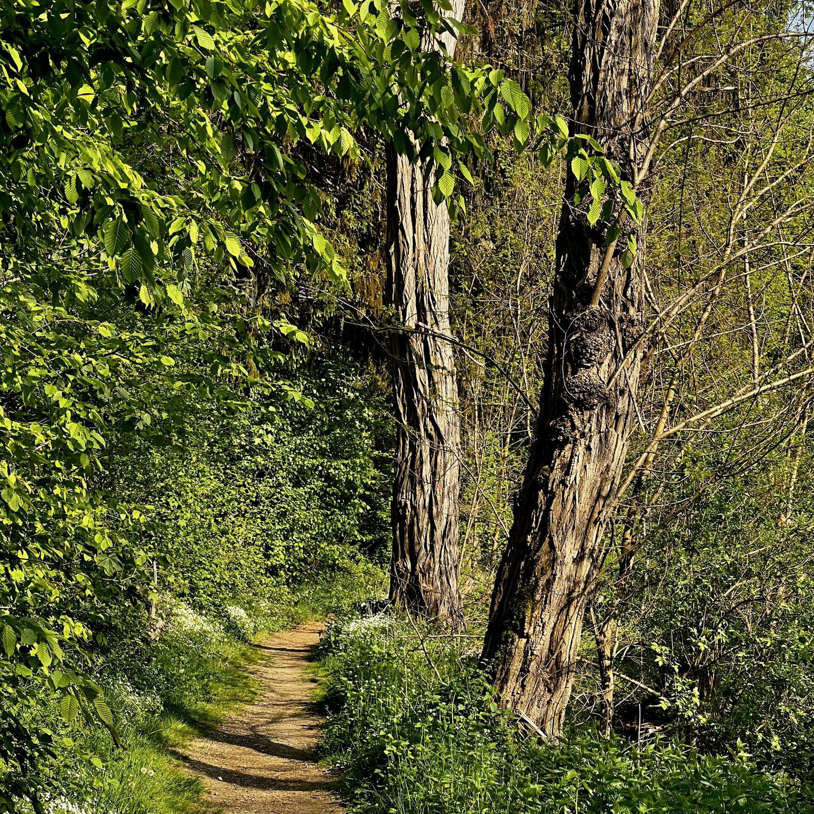 Im Wald zwischen Grenzhausen und Höhr