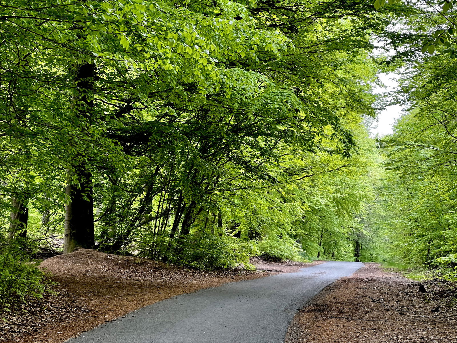 Durch den Wald Richtung Bembermühle