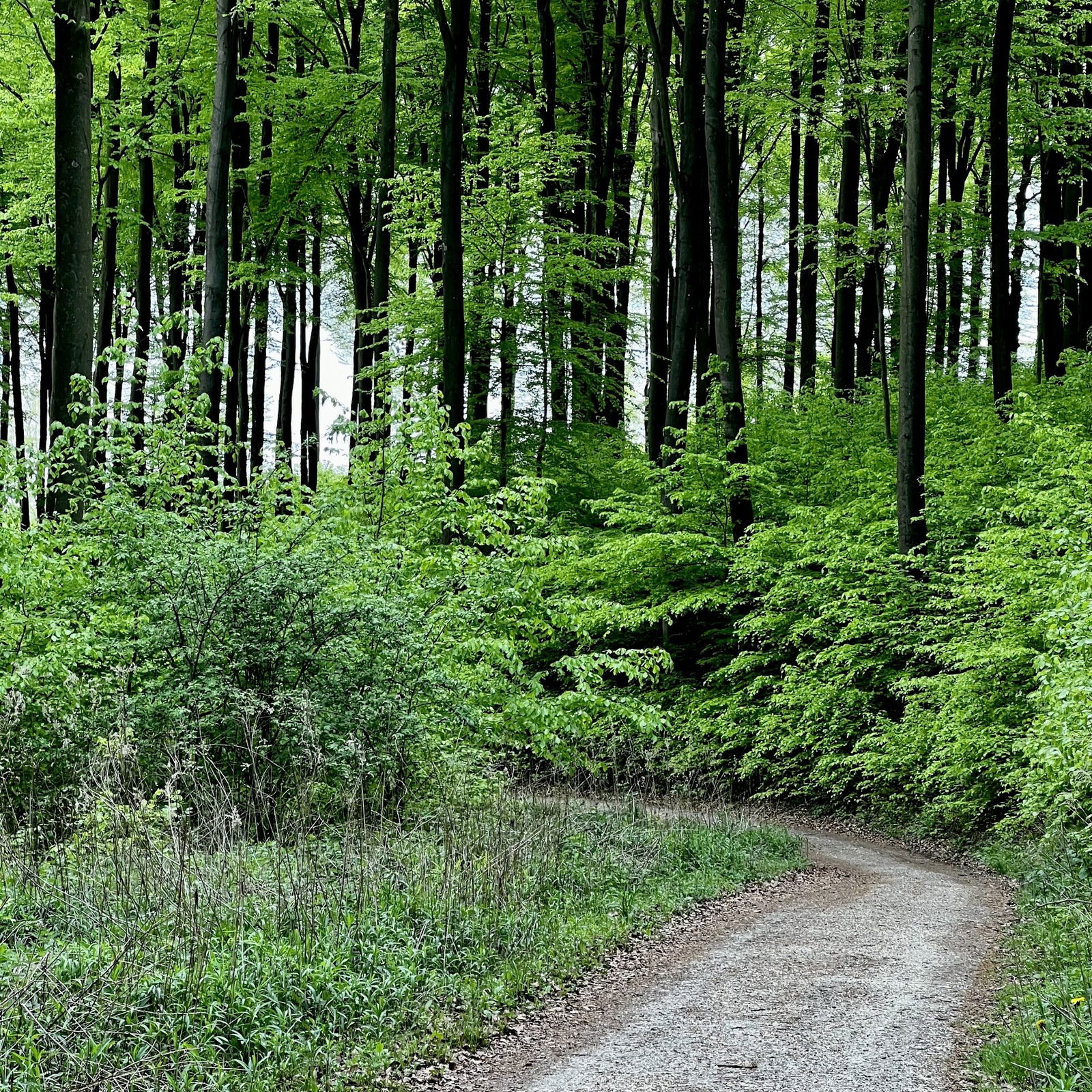 Oberhalb des Feisternachtbachtals