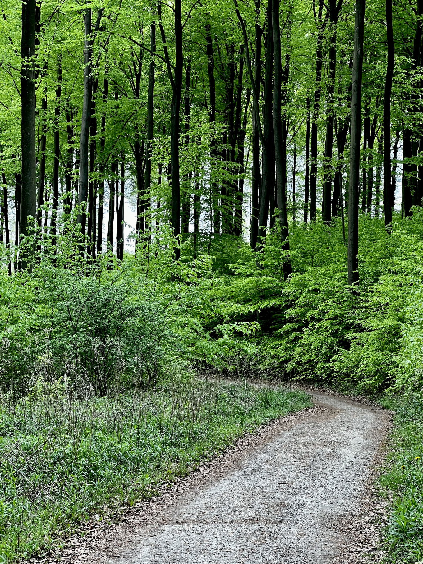 Oberhalb des Feisternachtbachtals