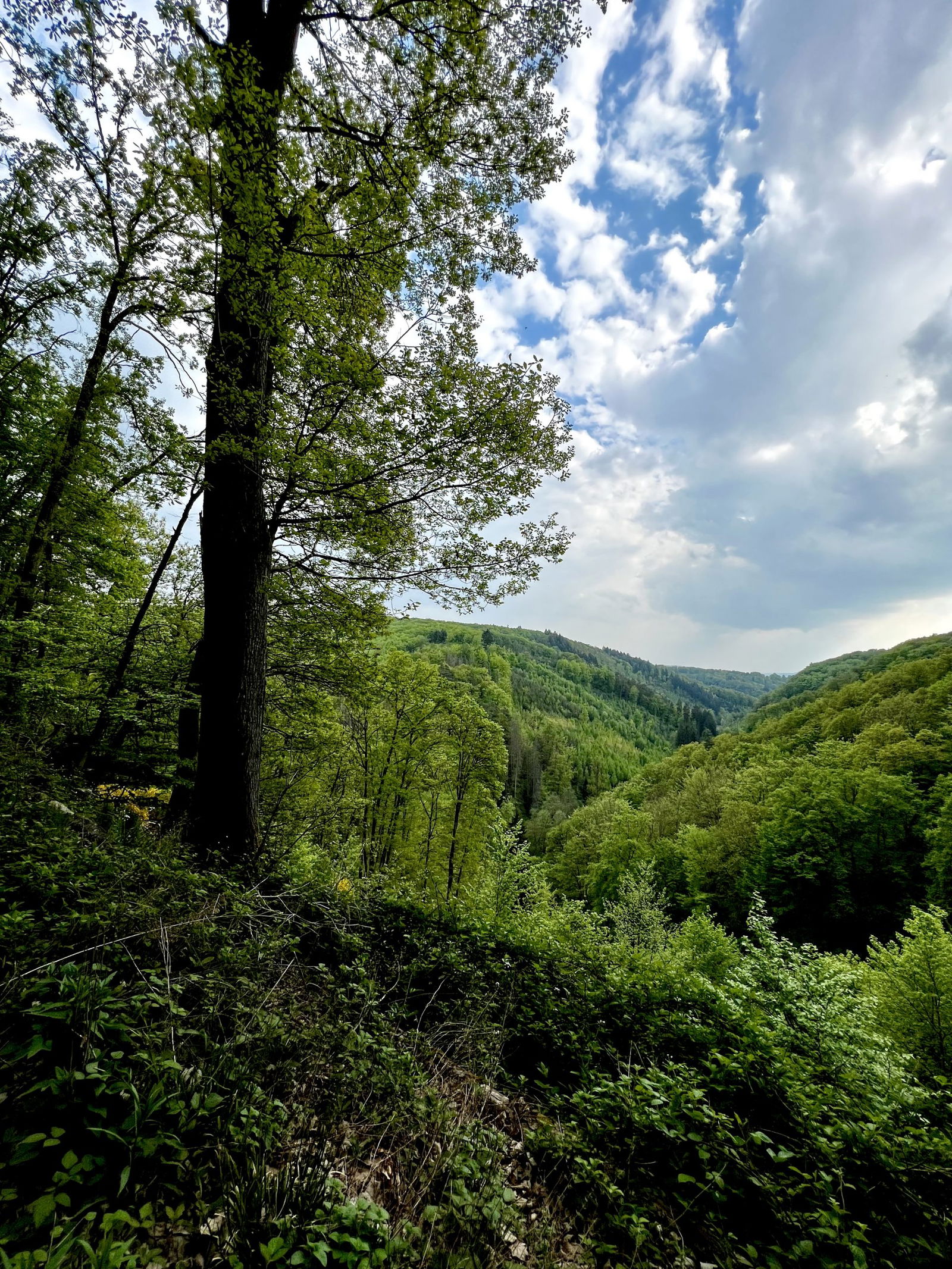 Oberhalb des Feisternachtbachtals