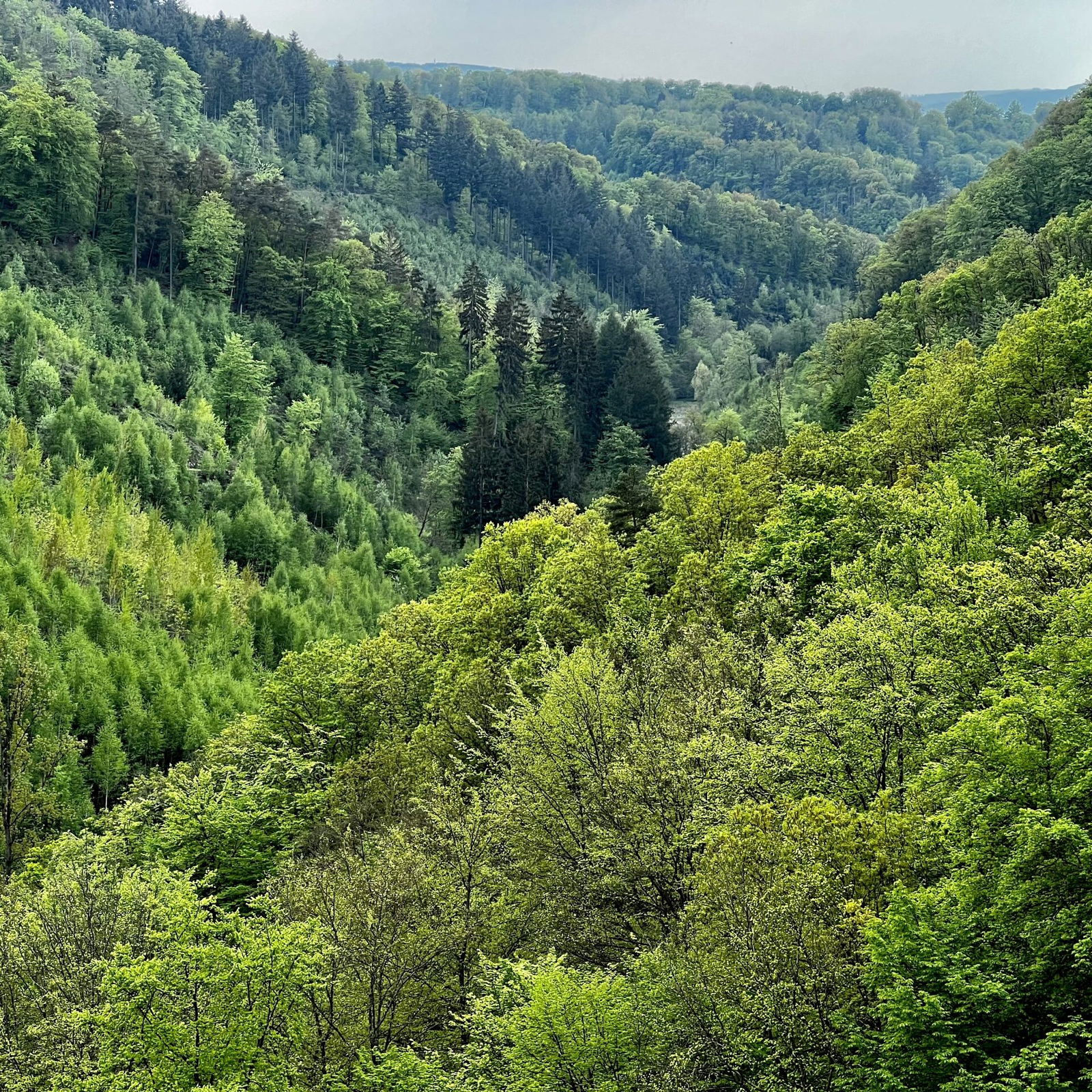 Blick ins Feisternachtbachtal