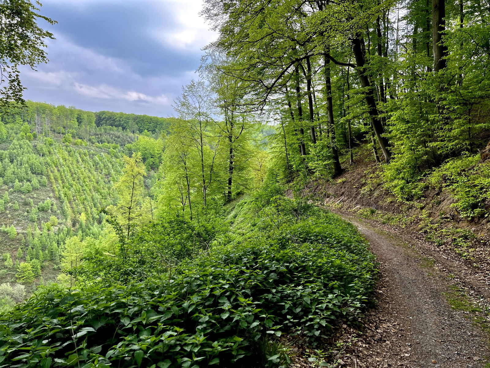 Spannender Weg oberhalb des Feisternachtbachtals