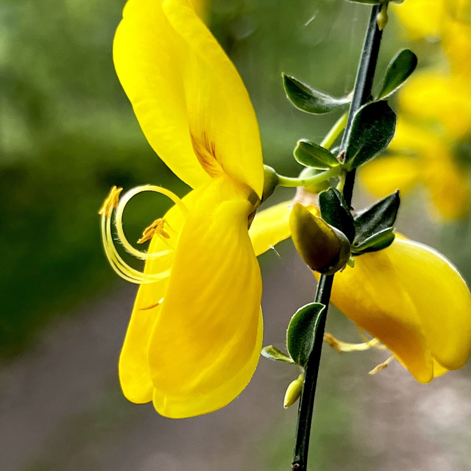 Ginsterblüten im Mai