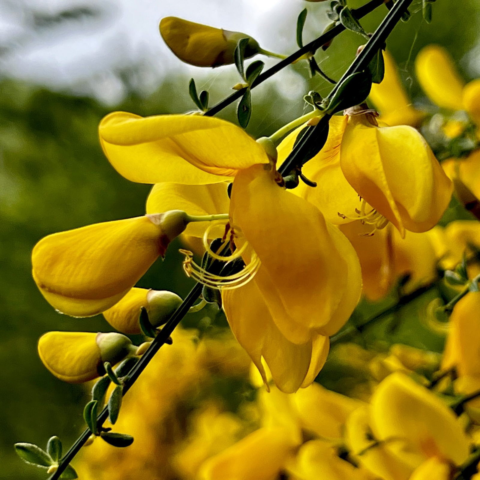 Ginsterblüten im Mai