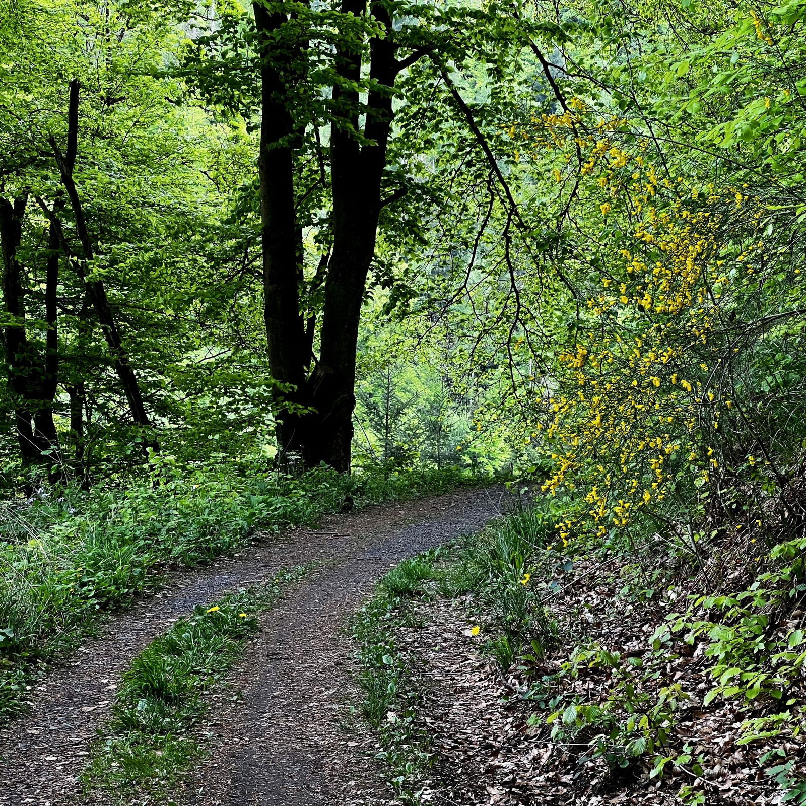 Ginsterblüten am Wegesrand