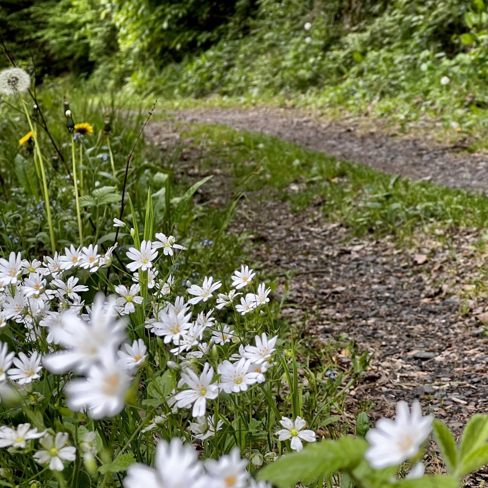 Echte Sternmieren am Wegesrand