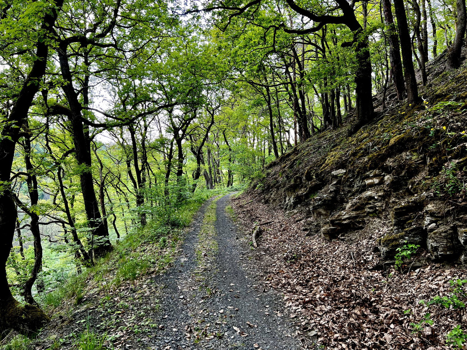 Spannender Weg durch einen Eichenwald oberhalb des Feisternachtbachtals