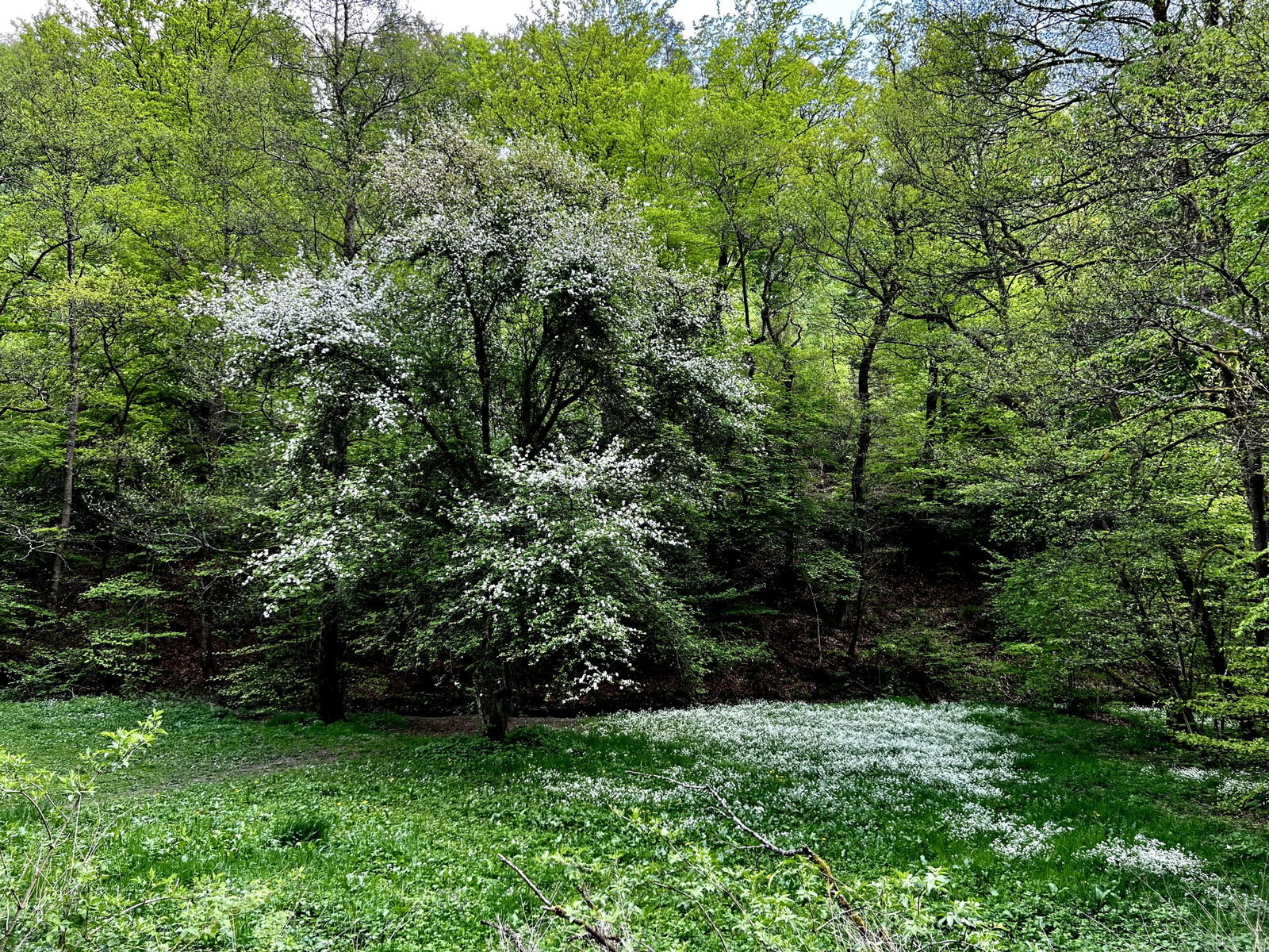 Blühendes Feisternachtbachtal im Mai