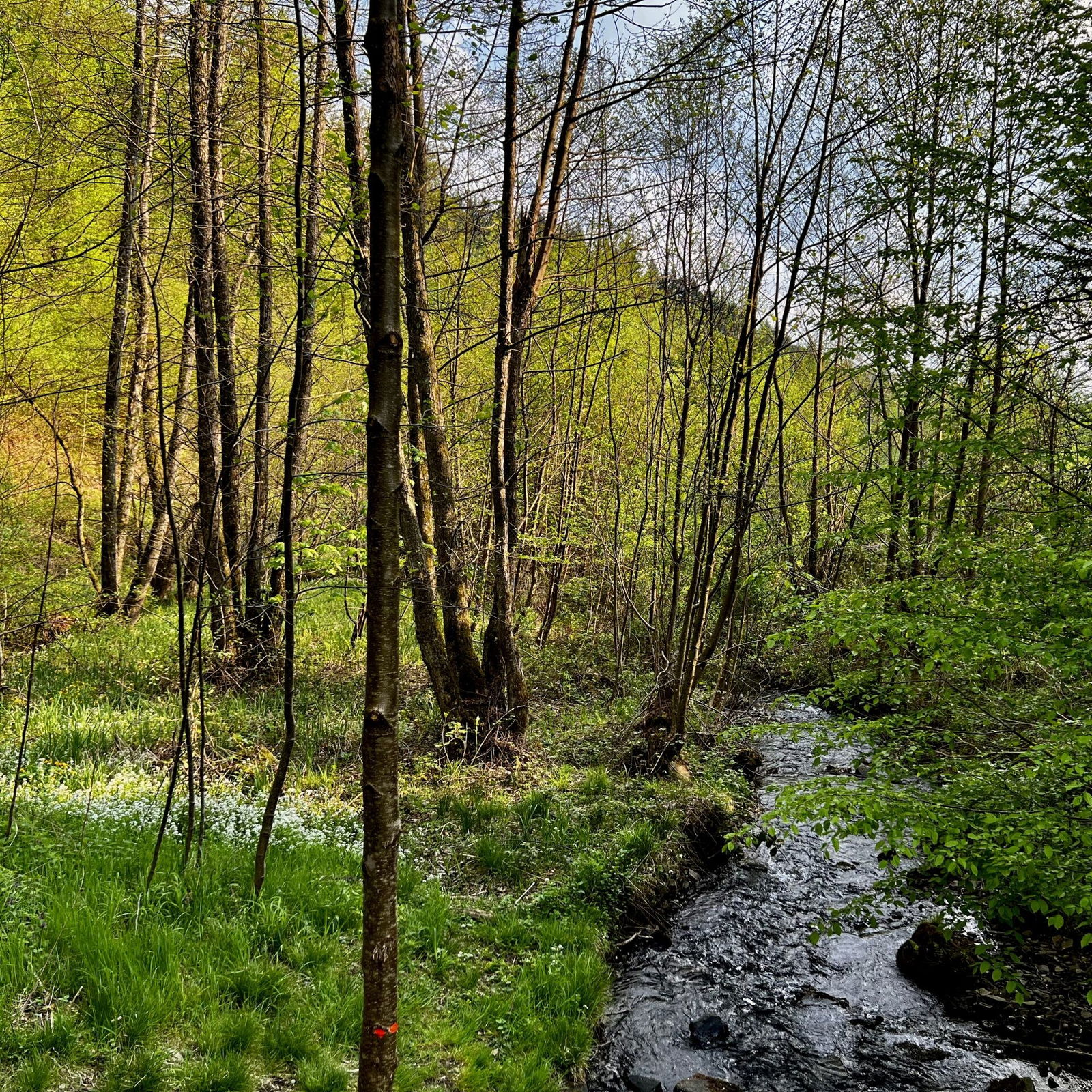 Der Feisternachtbach