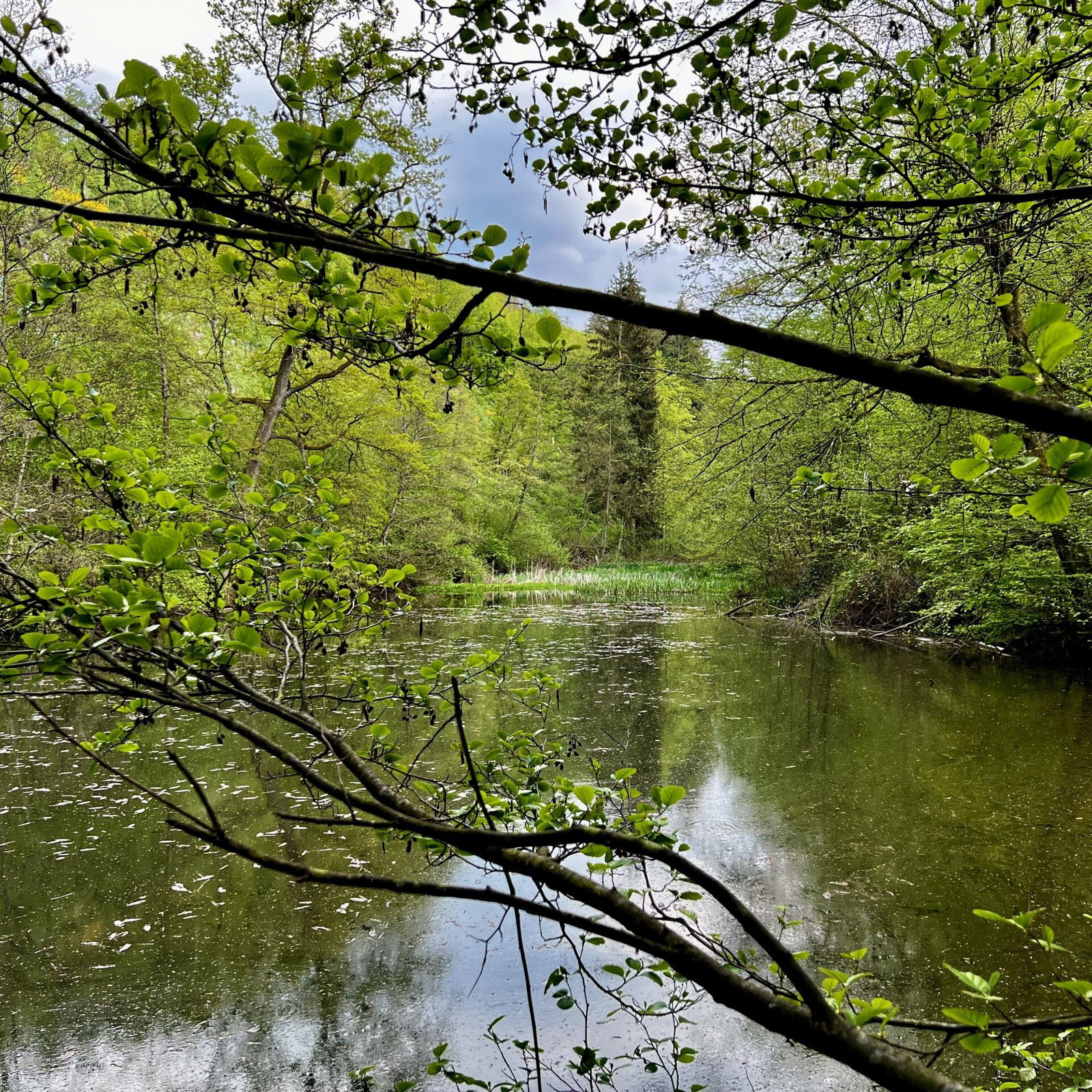 Blick auf den Weiher am Feisternachtbach