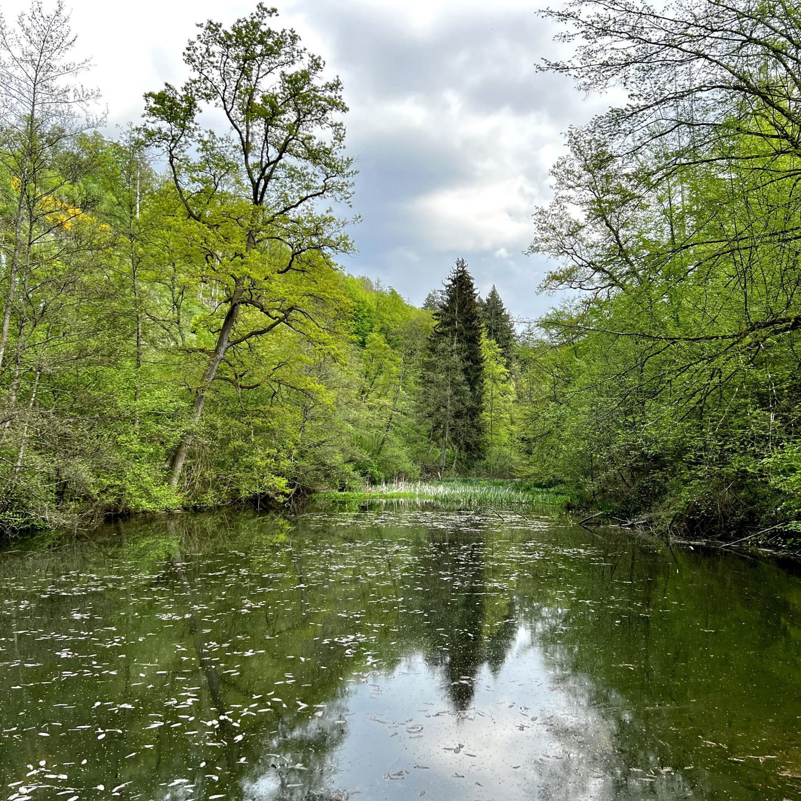 Blick auf den Weiher am Feisternachtbach