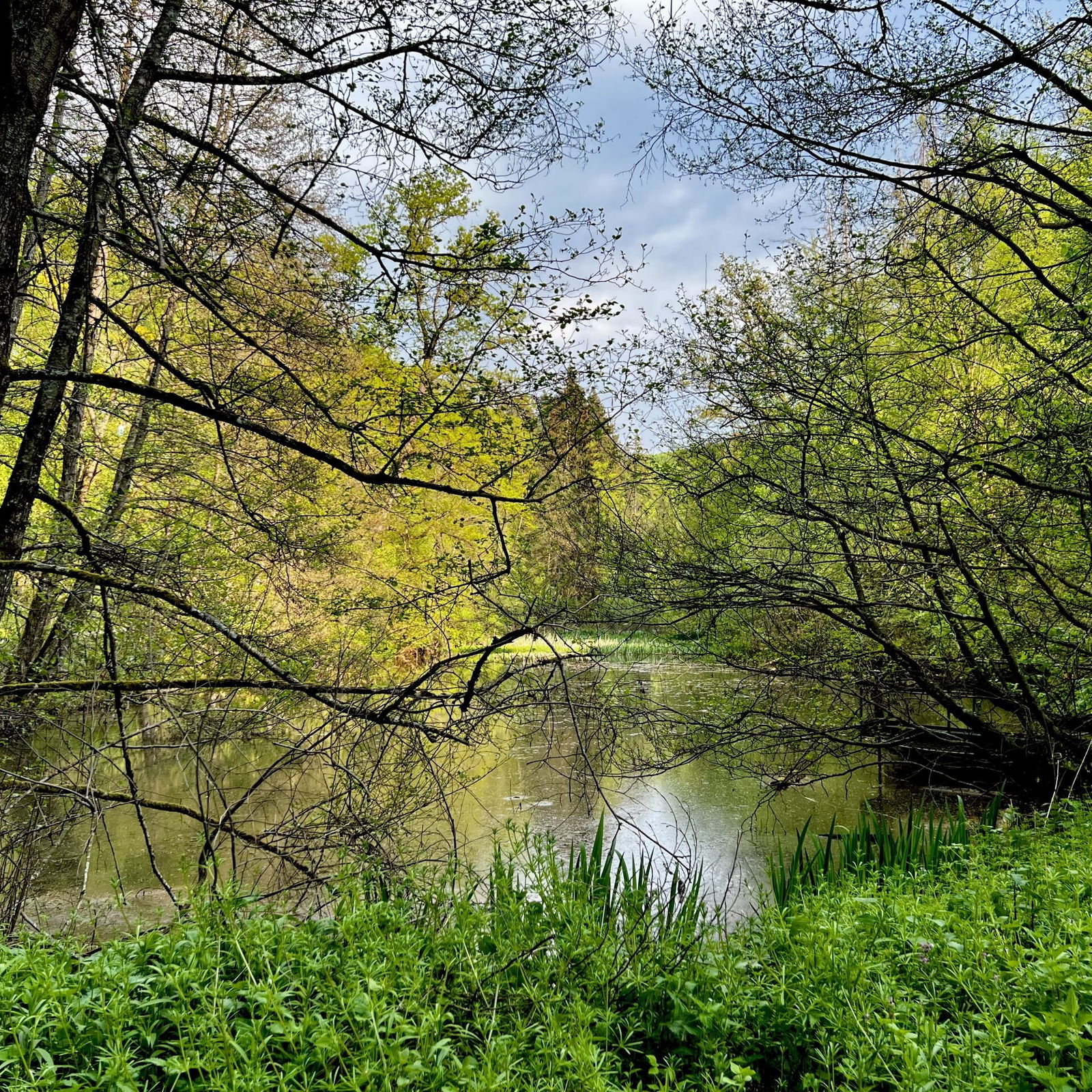 Im Feisternachtbachtal am Weiher