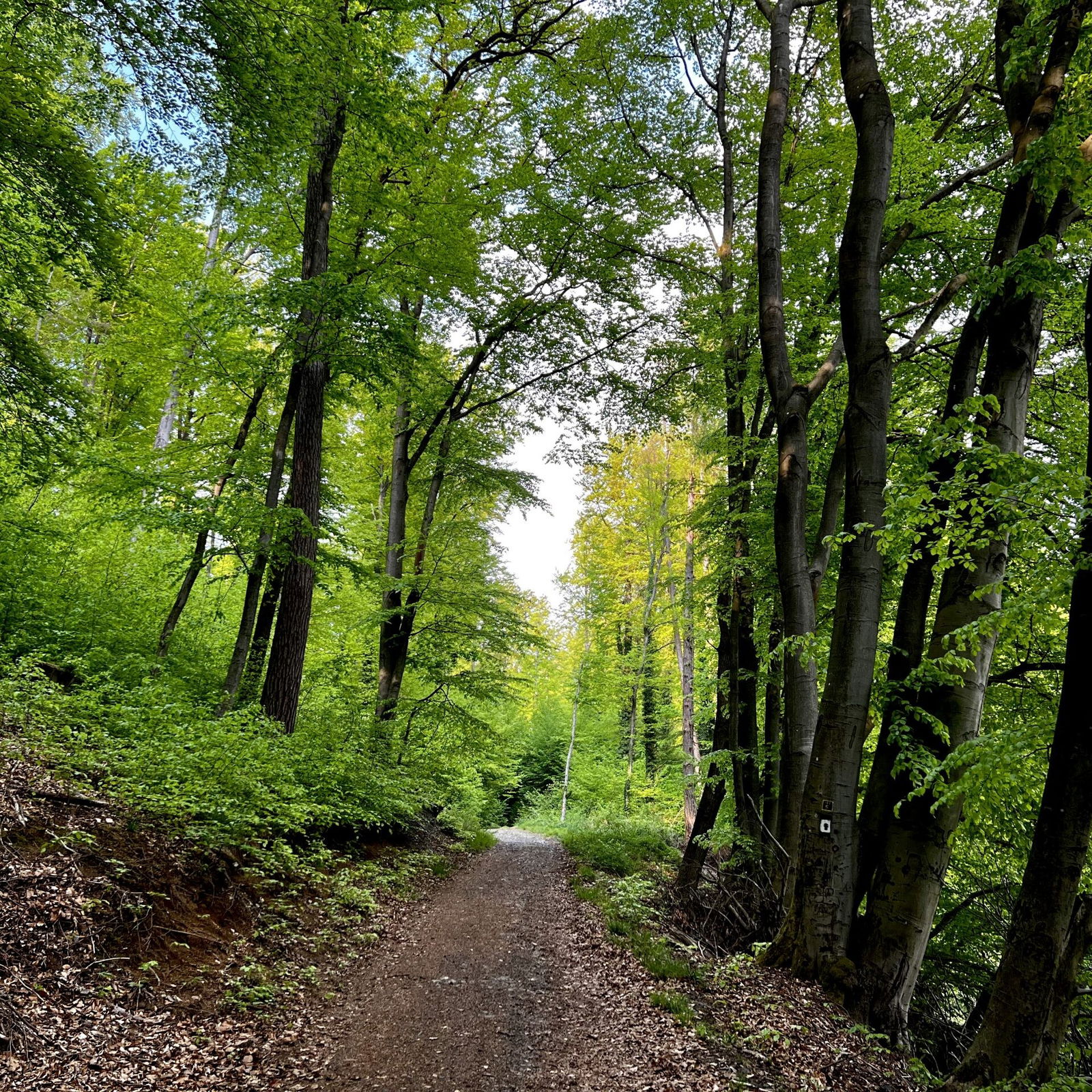 Waldweg hinter der Bembermühle