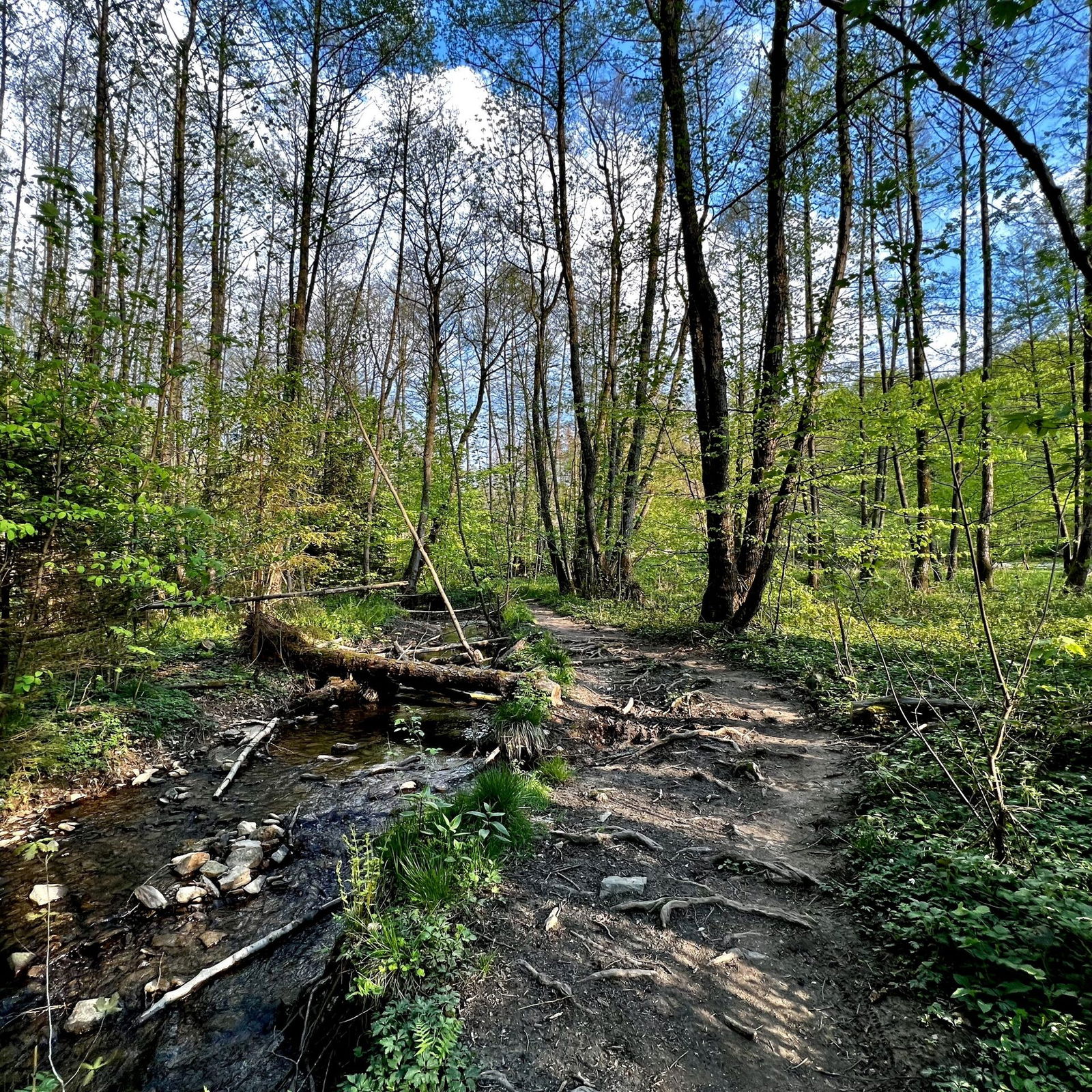 Am Brexbach, Vorsicht: sehr holpriger Pfad