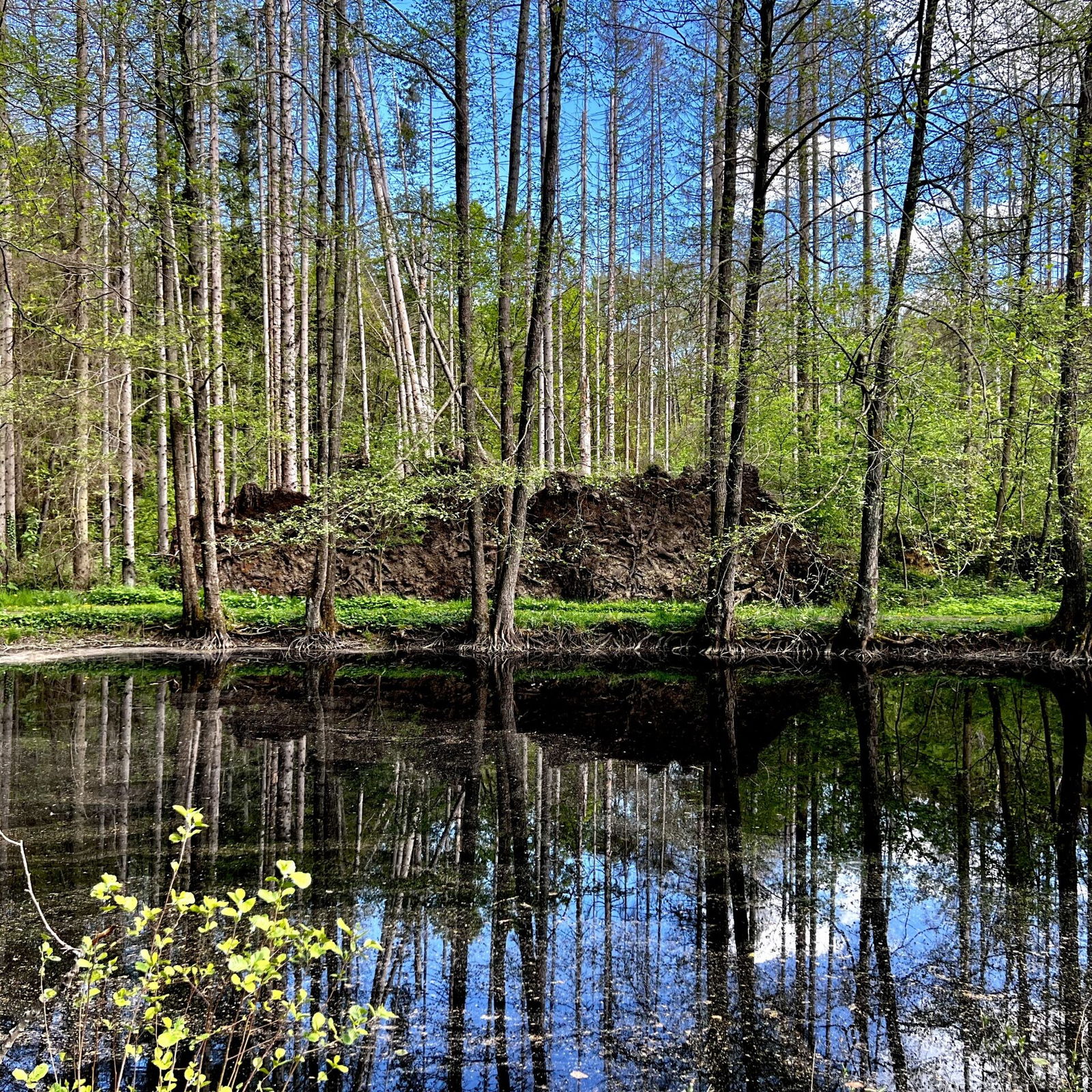 Umgestürzte Bäume am Fischweiher