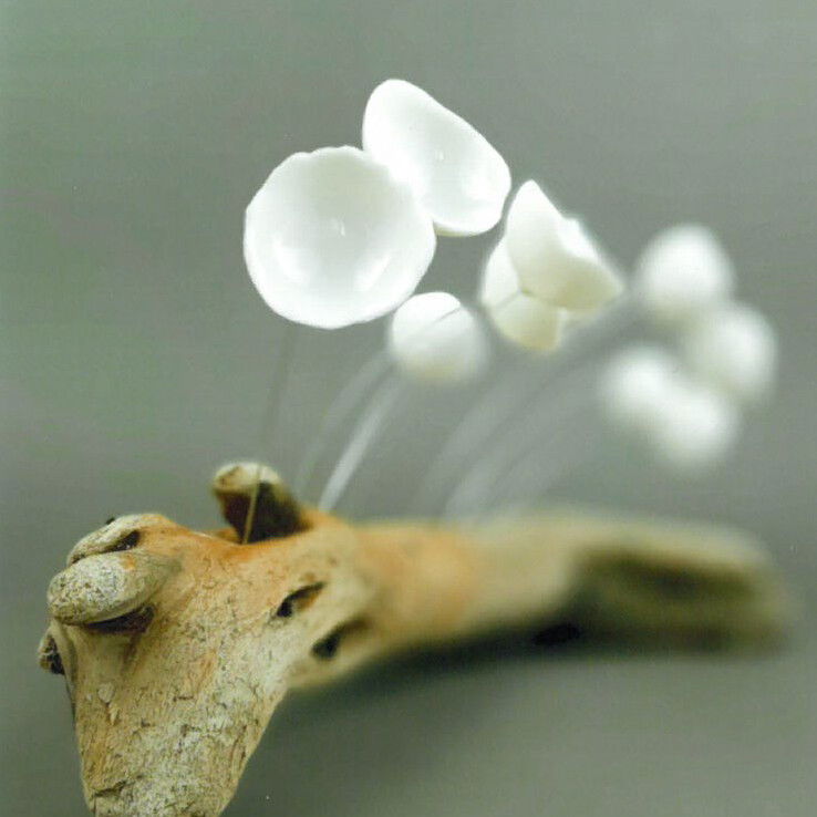 Borkowska, Agnieszka