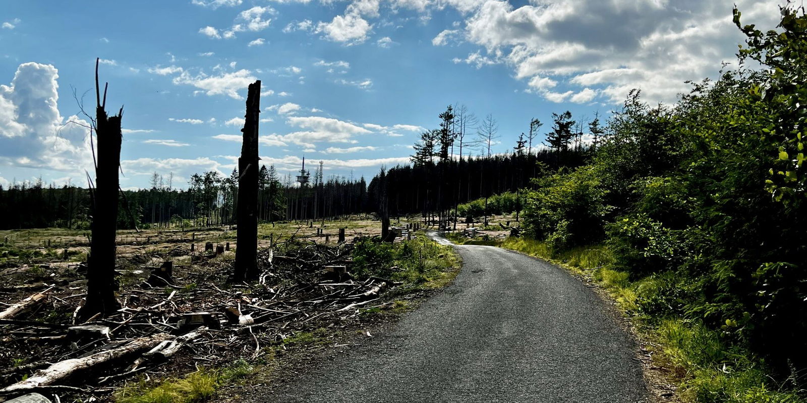 Leider viele zerstörte Wälder rund um den Köppel