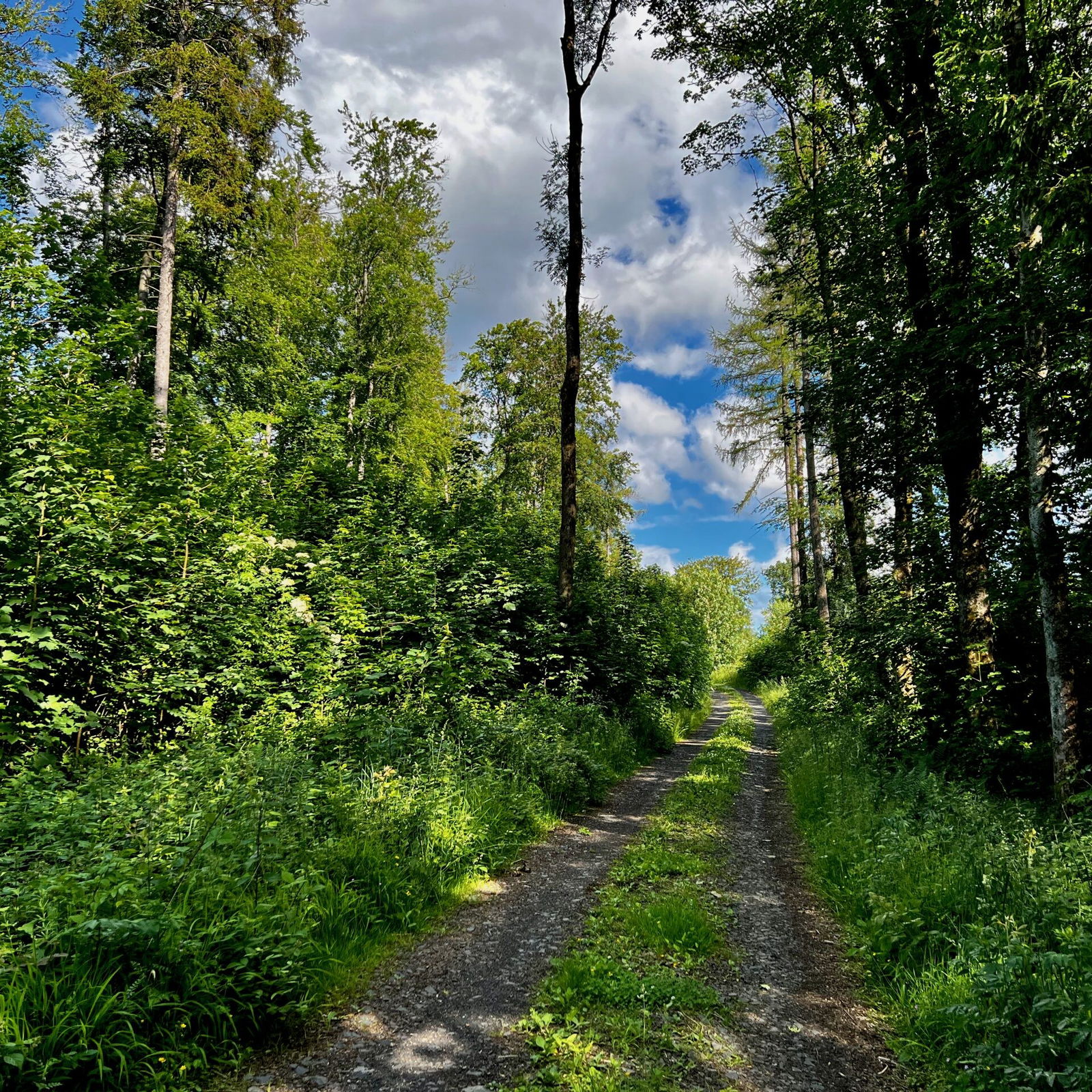 Waldweg zum Indianerfelsen