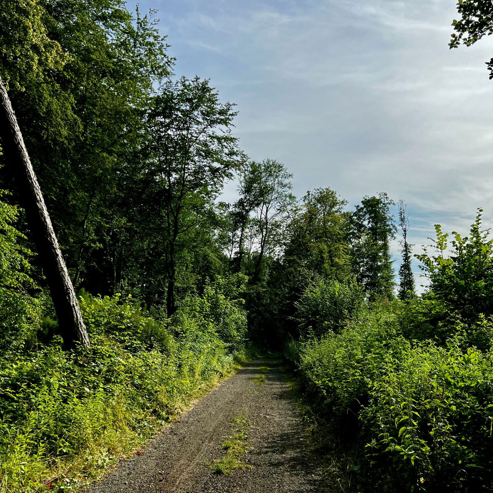 Waldweg unweit der Autobahn