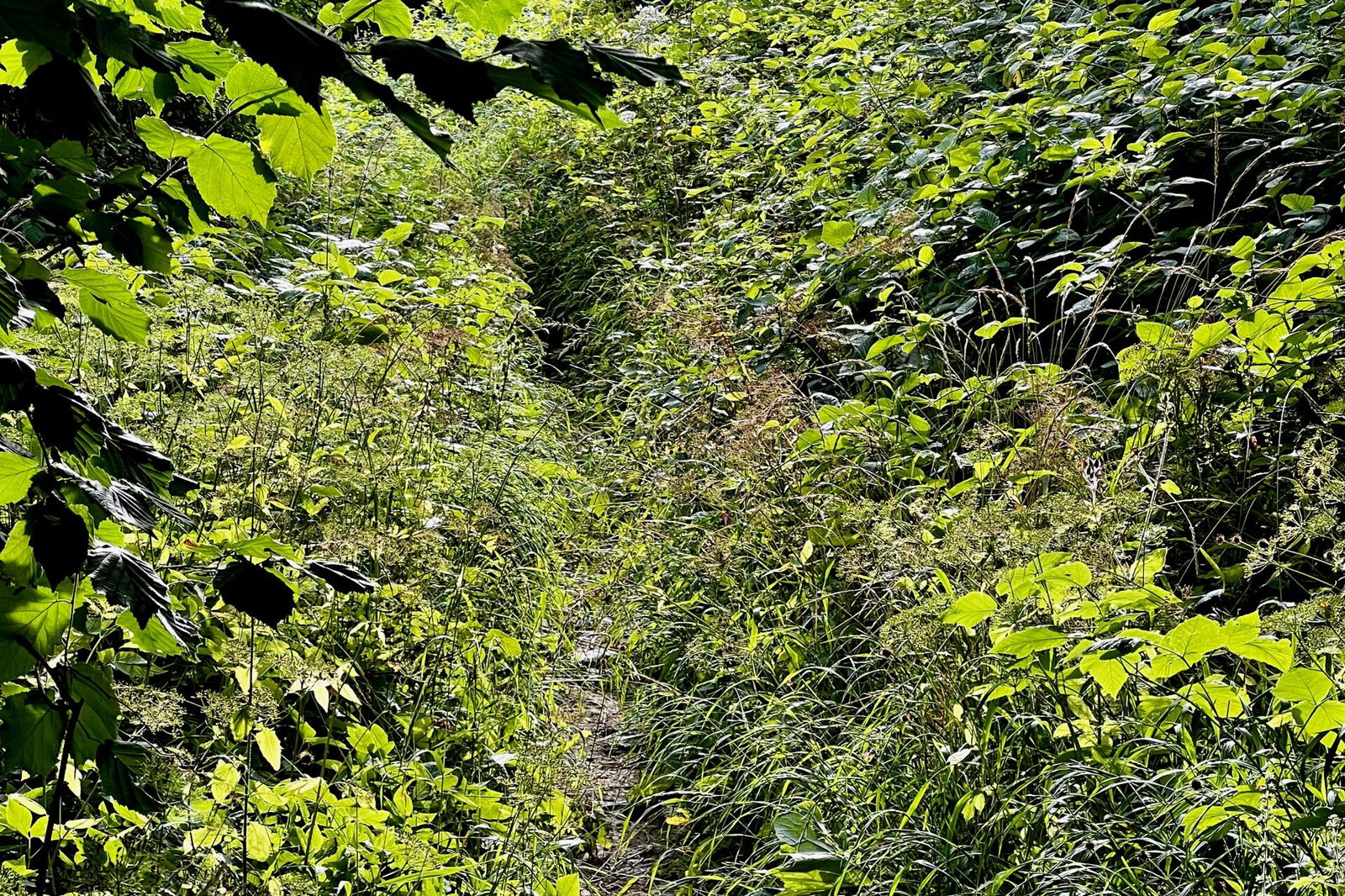 Schmaler zugewachsener Weg hinauf zum Albrechtshof. Oben angekommen ist der Weg leider gesperrt. Nur noch privat!