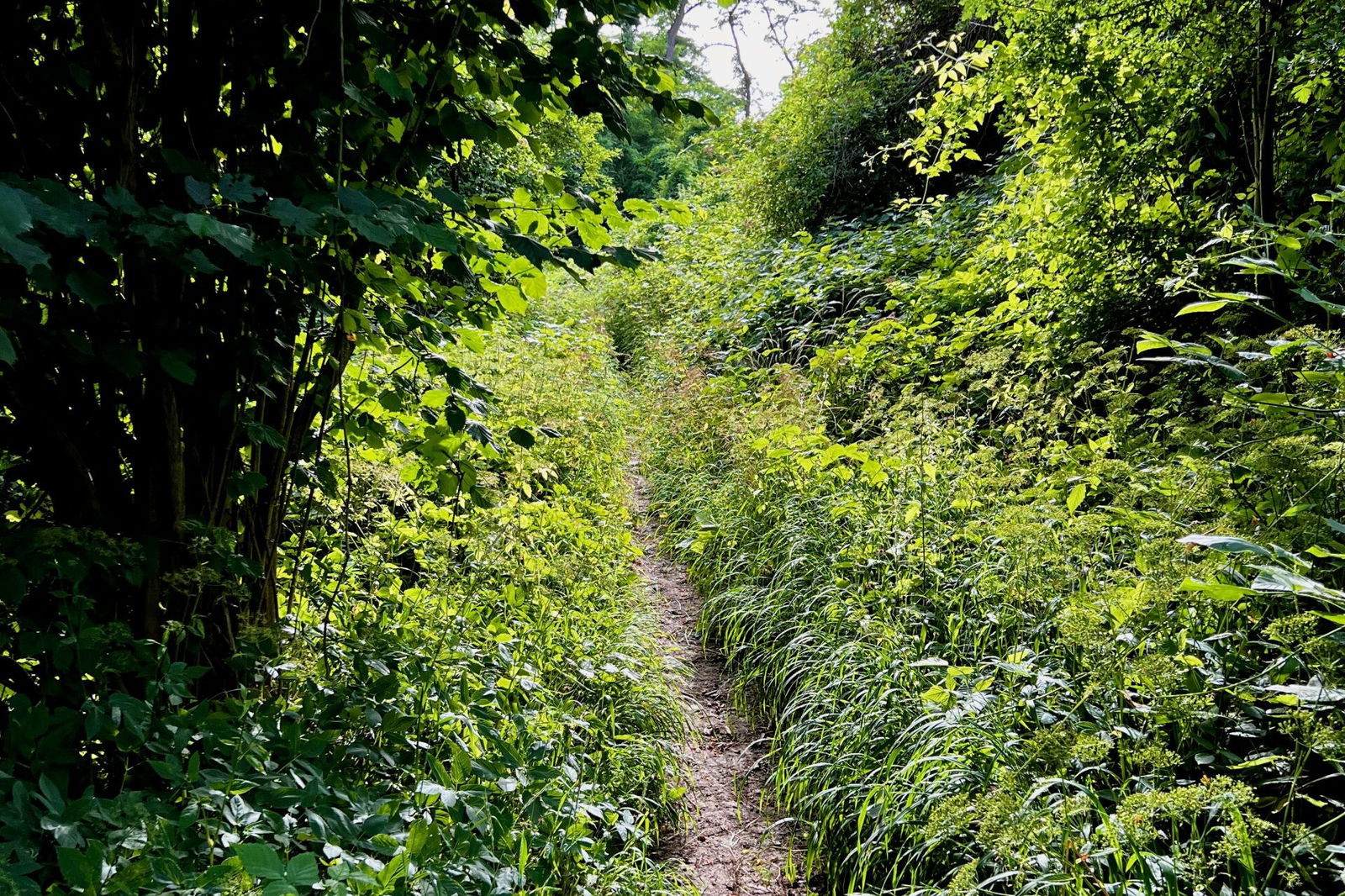 Ein Versuch ist es wert, es geht weiter hinauf.