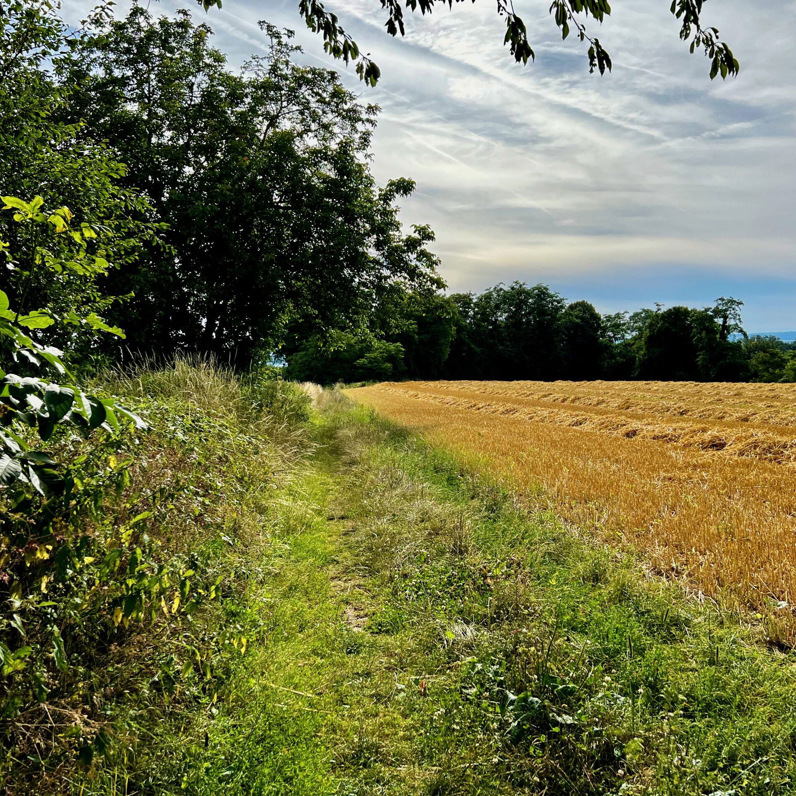 Kleiner verwildeter Trampelpfad entlang des Kornfeldes