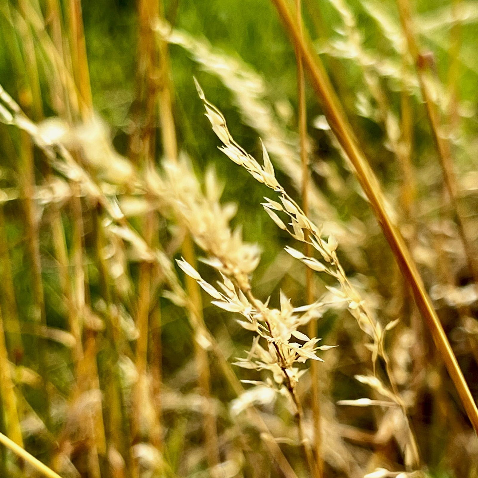 Gräser im heißen Juli