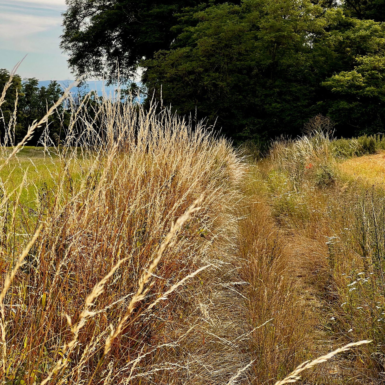 Verwilderter Weg Richtung Eichheller Hohl