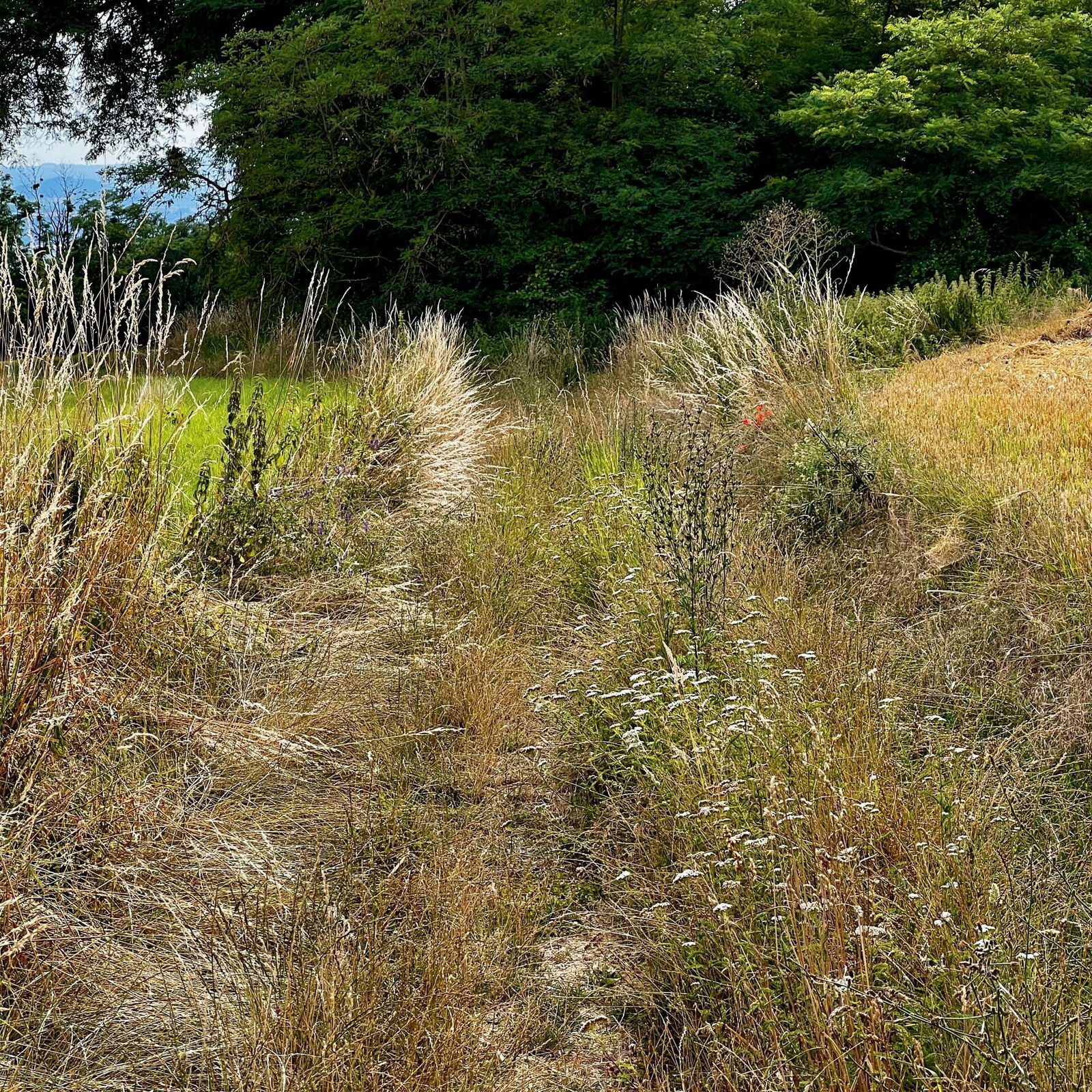 Gräser, Wiesen und Felder