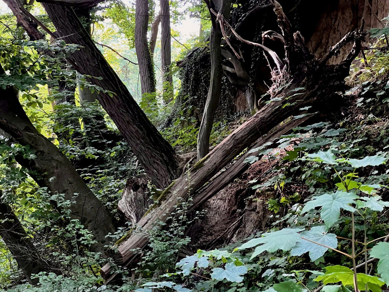 In der Eichheller Hohl