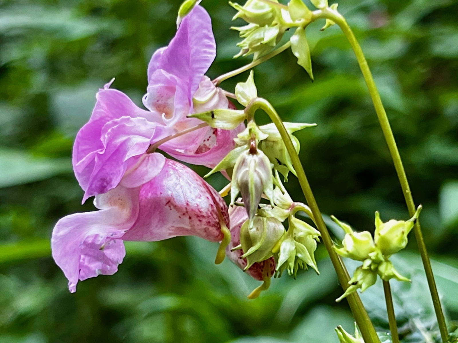 Drüsiges Springkraut in der Hohl