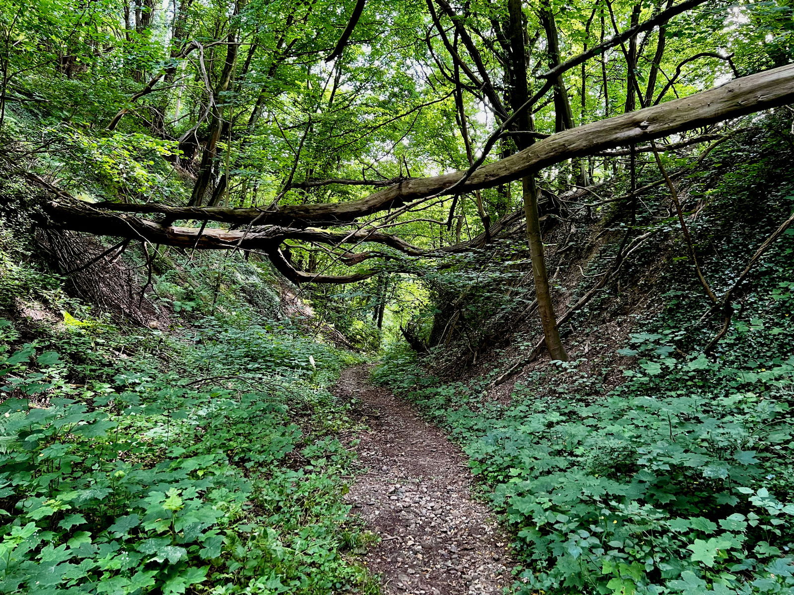Wilde Abfahrt in der Hohl