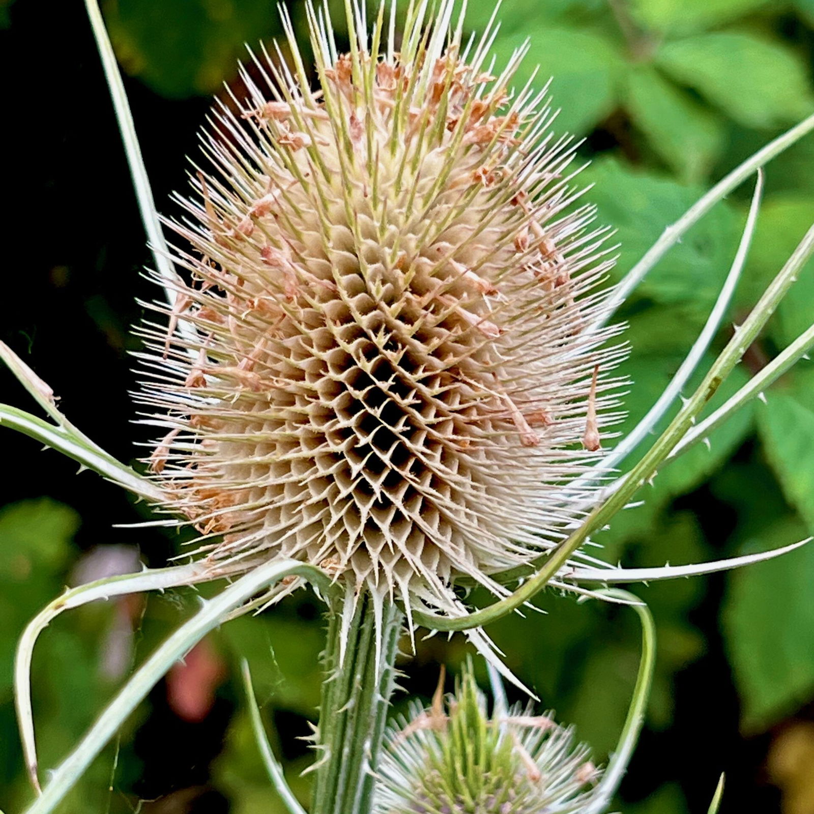 Wilde Karden im Feld