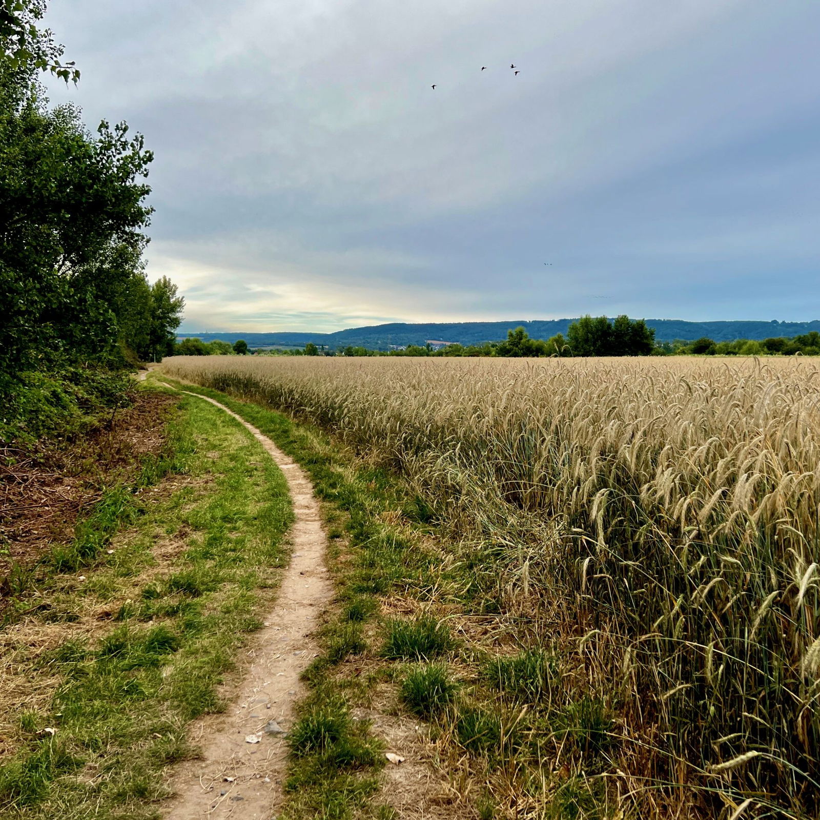 Vorbei an Kornfeldern. links versteckt sich ein Baggersee