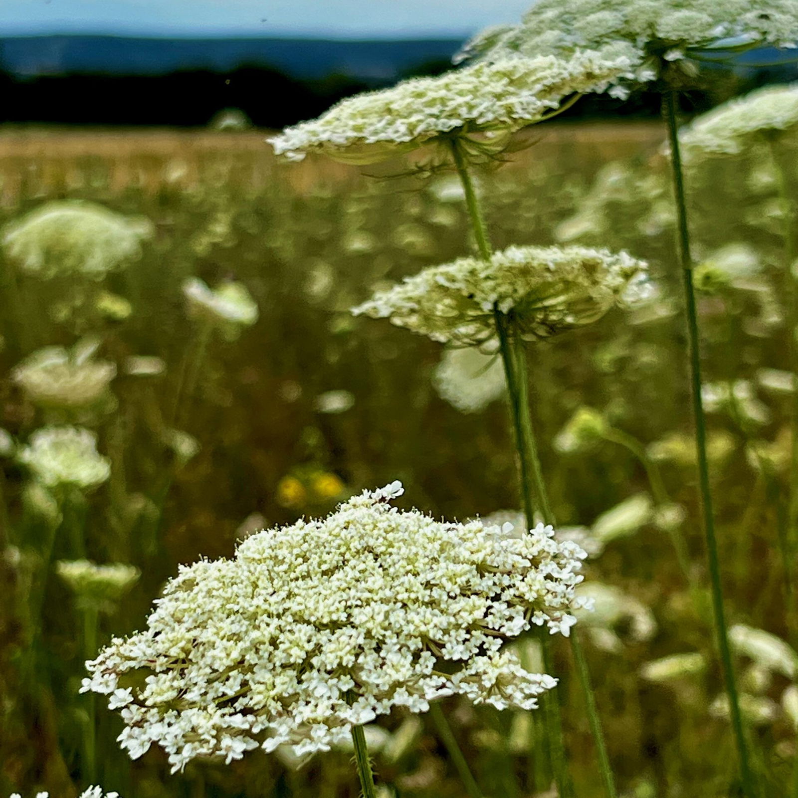 Eine ganze Wiese voller wilden Möhren