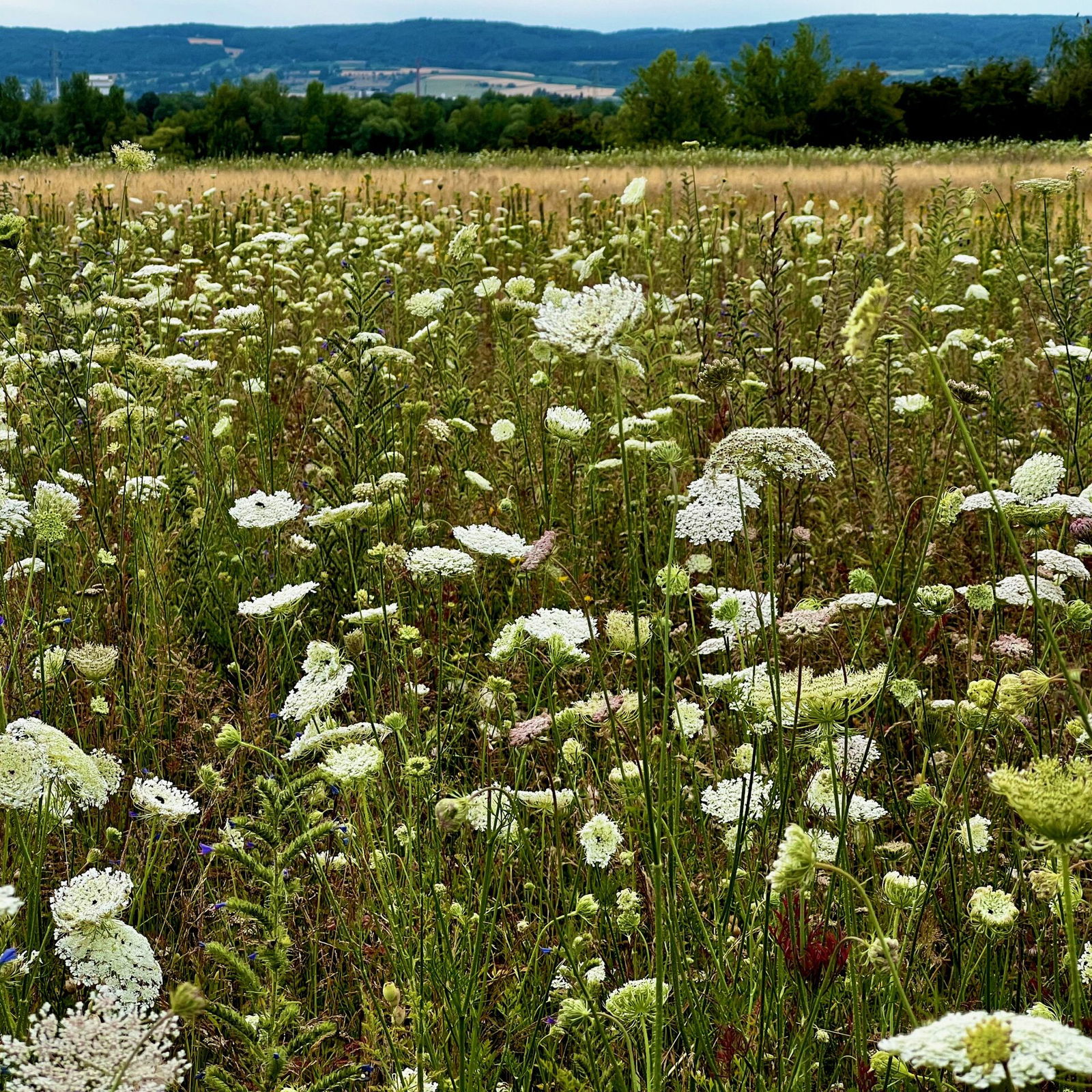 Herrlich - Ein Blütenmeer