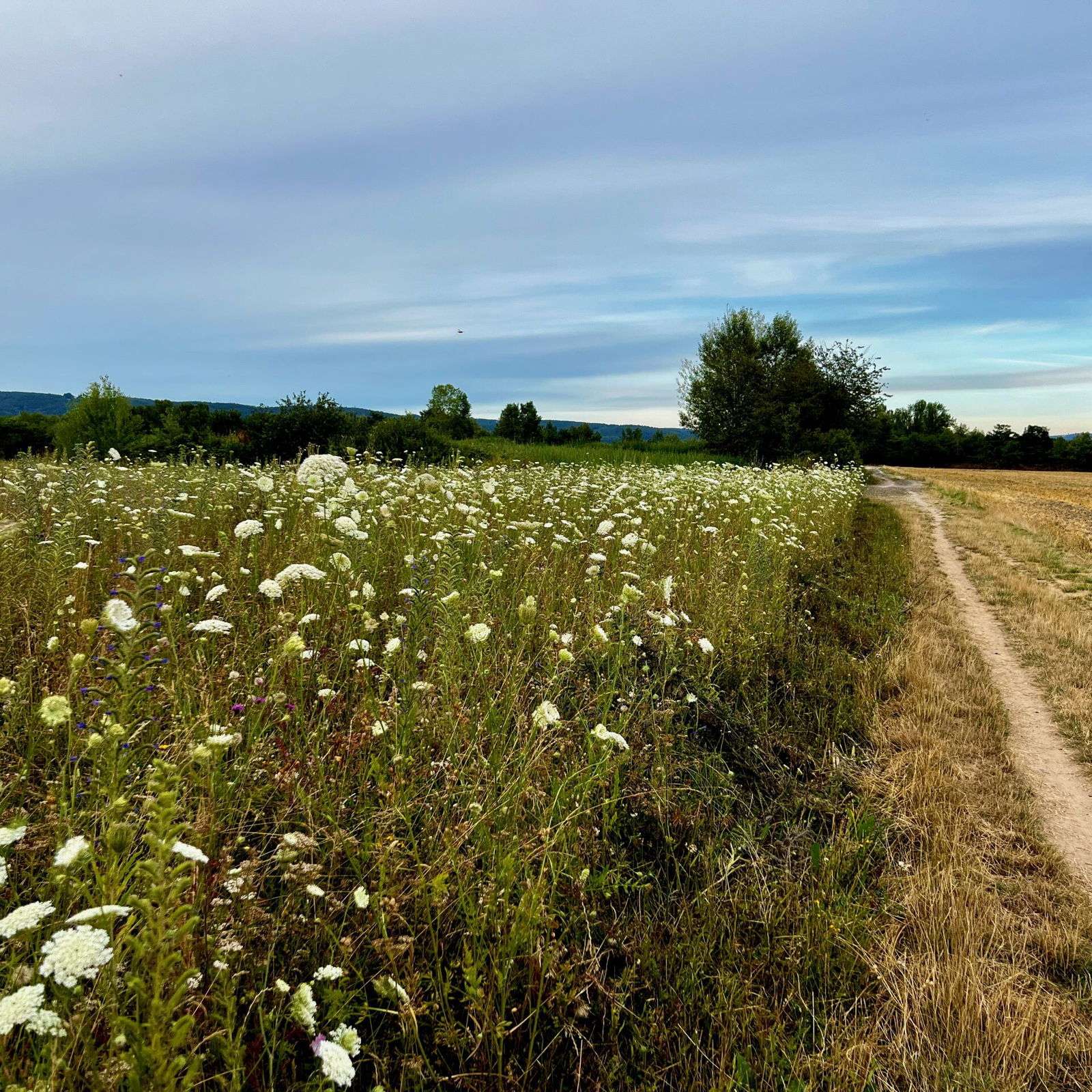 Weiter geht's auf einem kleinen Pfad an der Blumenwiese vorbei