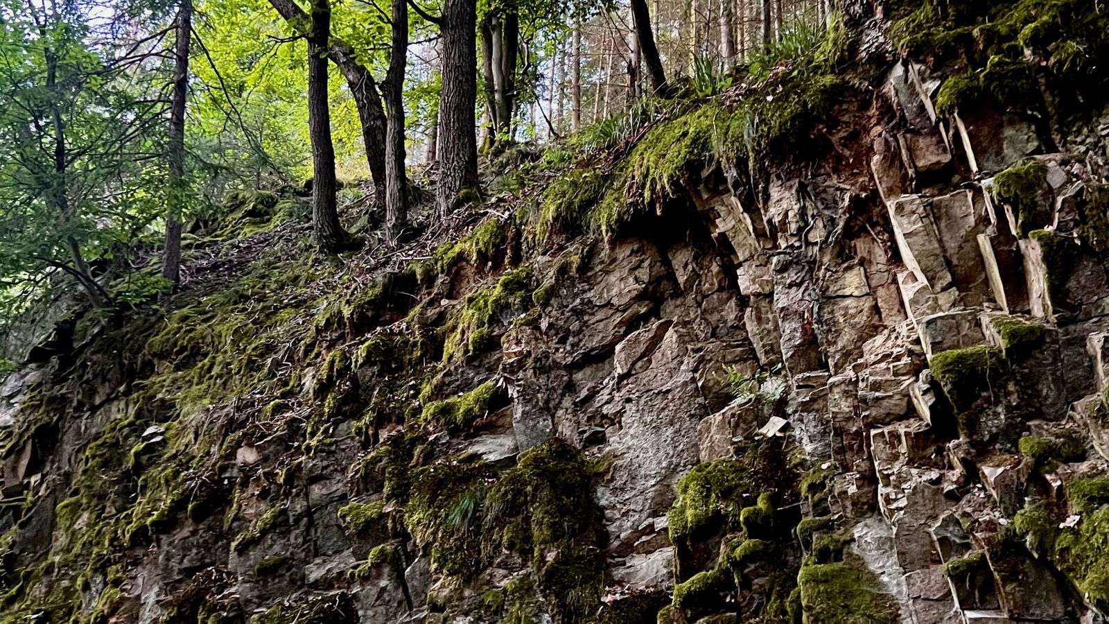 Felsen, Wald, Bäume, ...