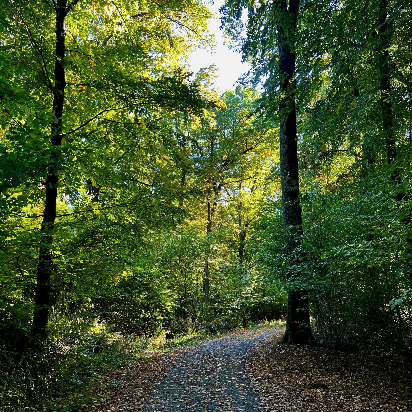 Hinein in den Buchenwald