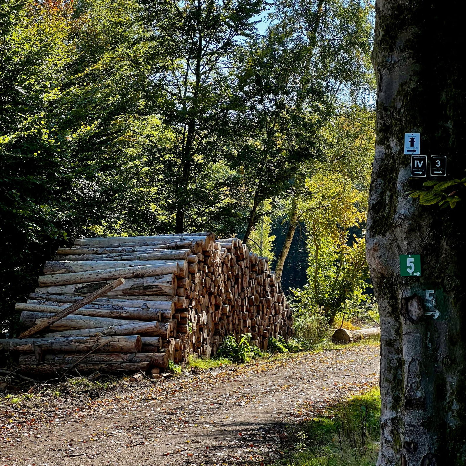Weiter in den Wald oberhalb des Ferbachtals