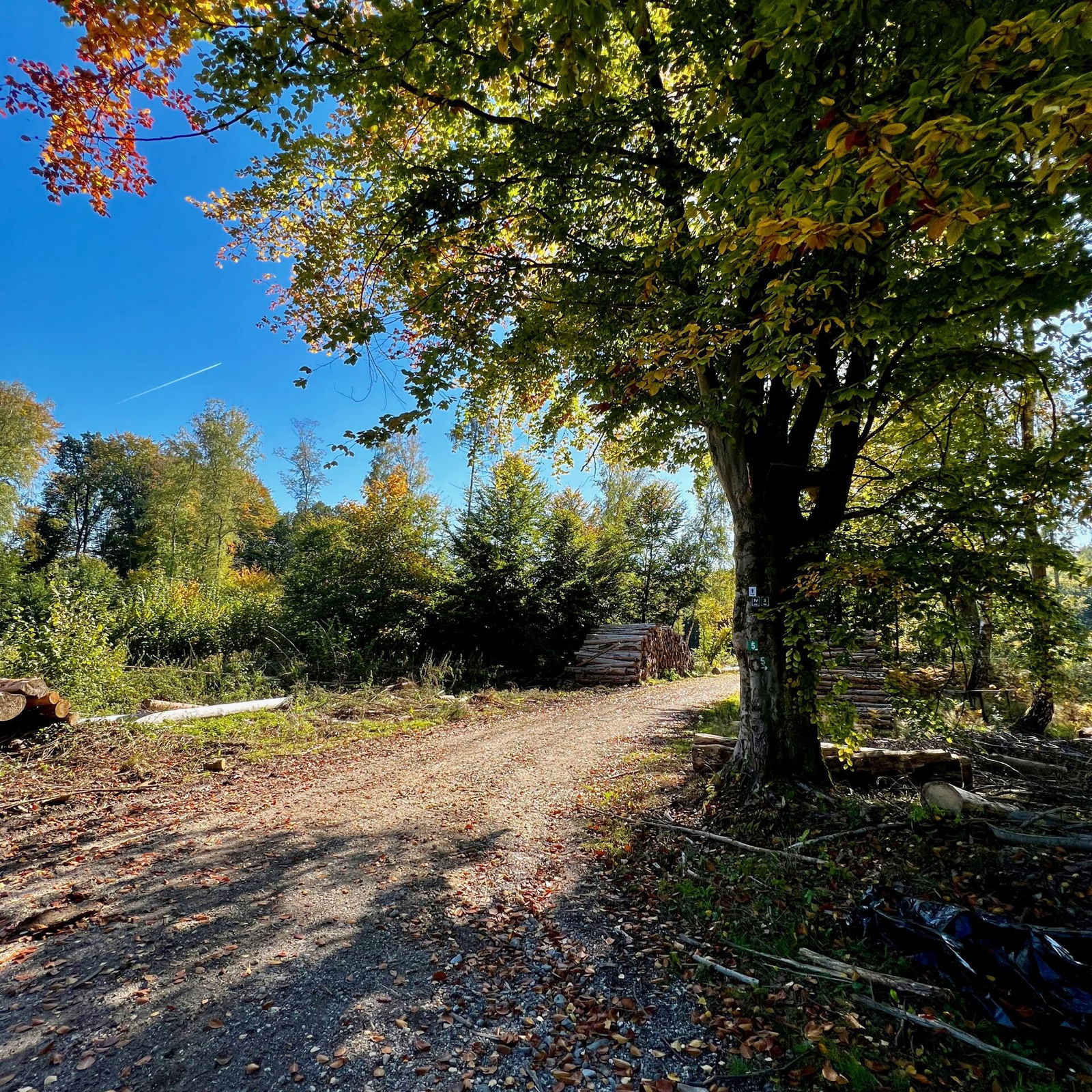 Weiter in den Wald oberhalb des Ferbachtals