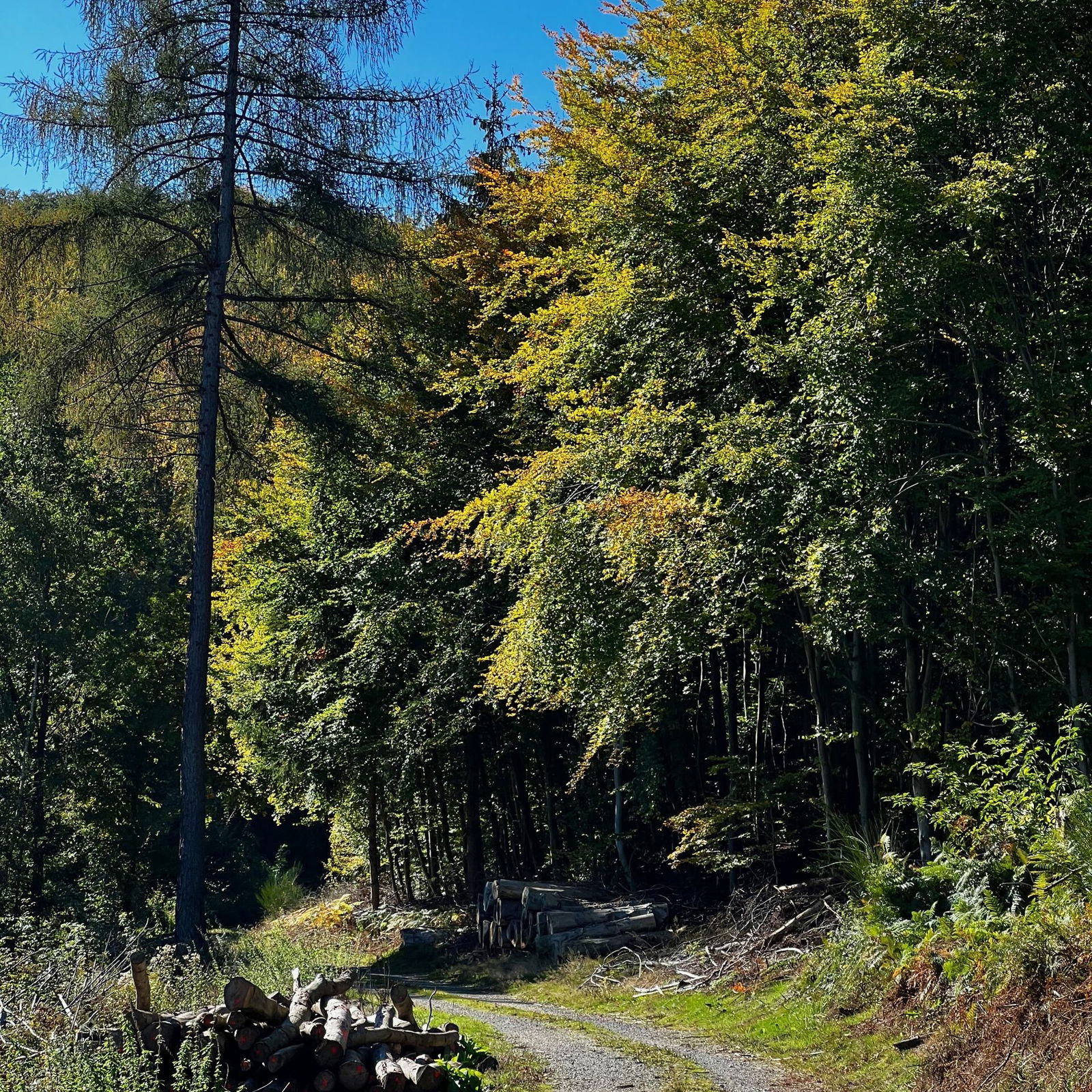 Oberhalb des Ferbachs - So langsam färbt sich der Wald.