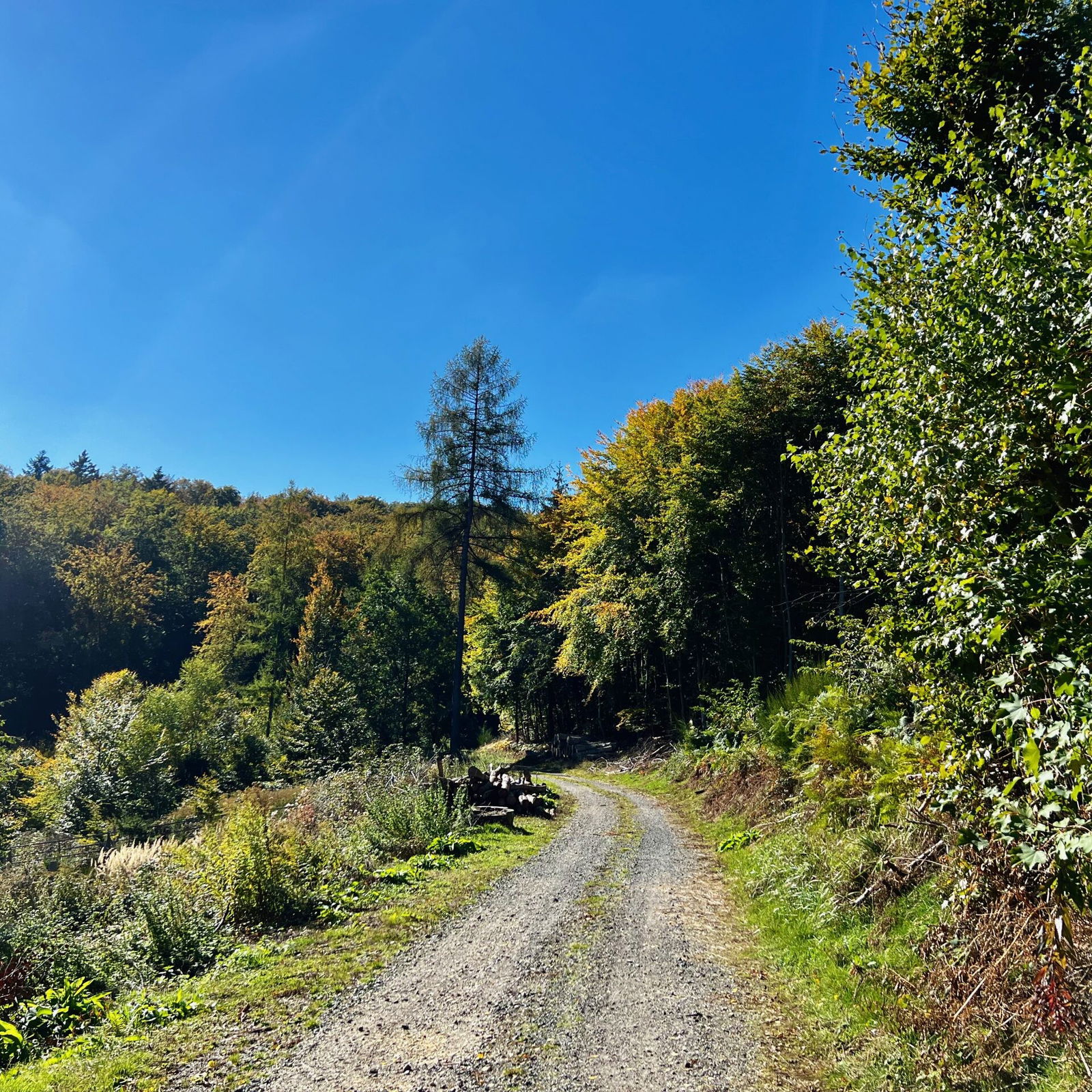 Oberhalb des Ferbachs - So langsam färbt sich der Wald.