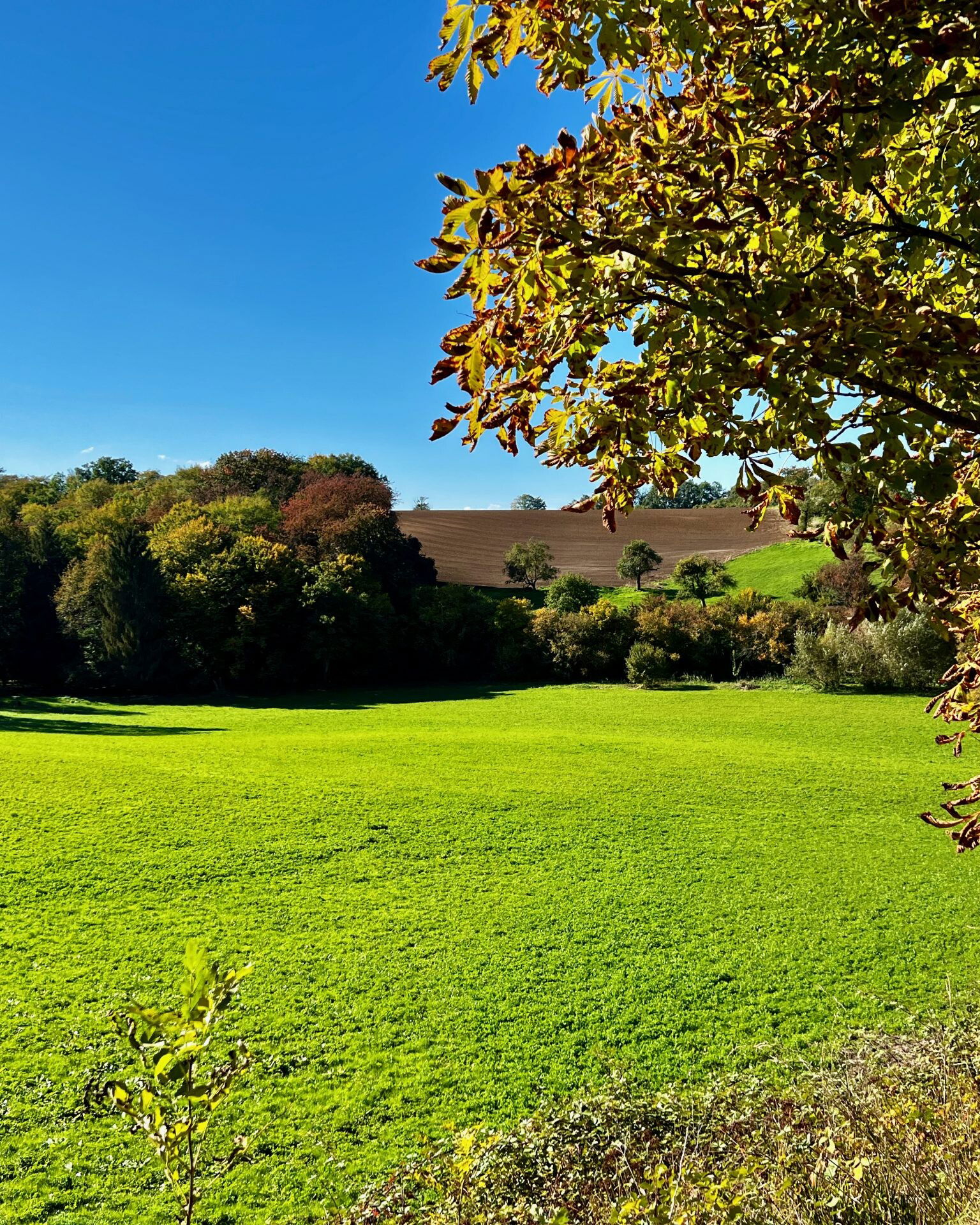 Nach dem trockenen Sommer sind die Wiesen im Oktober wieder grün