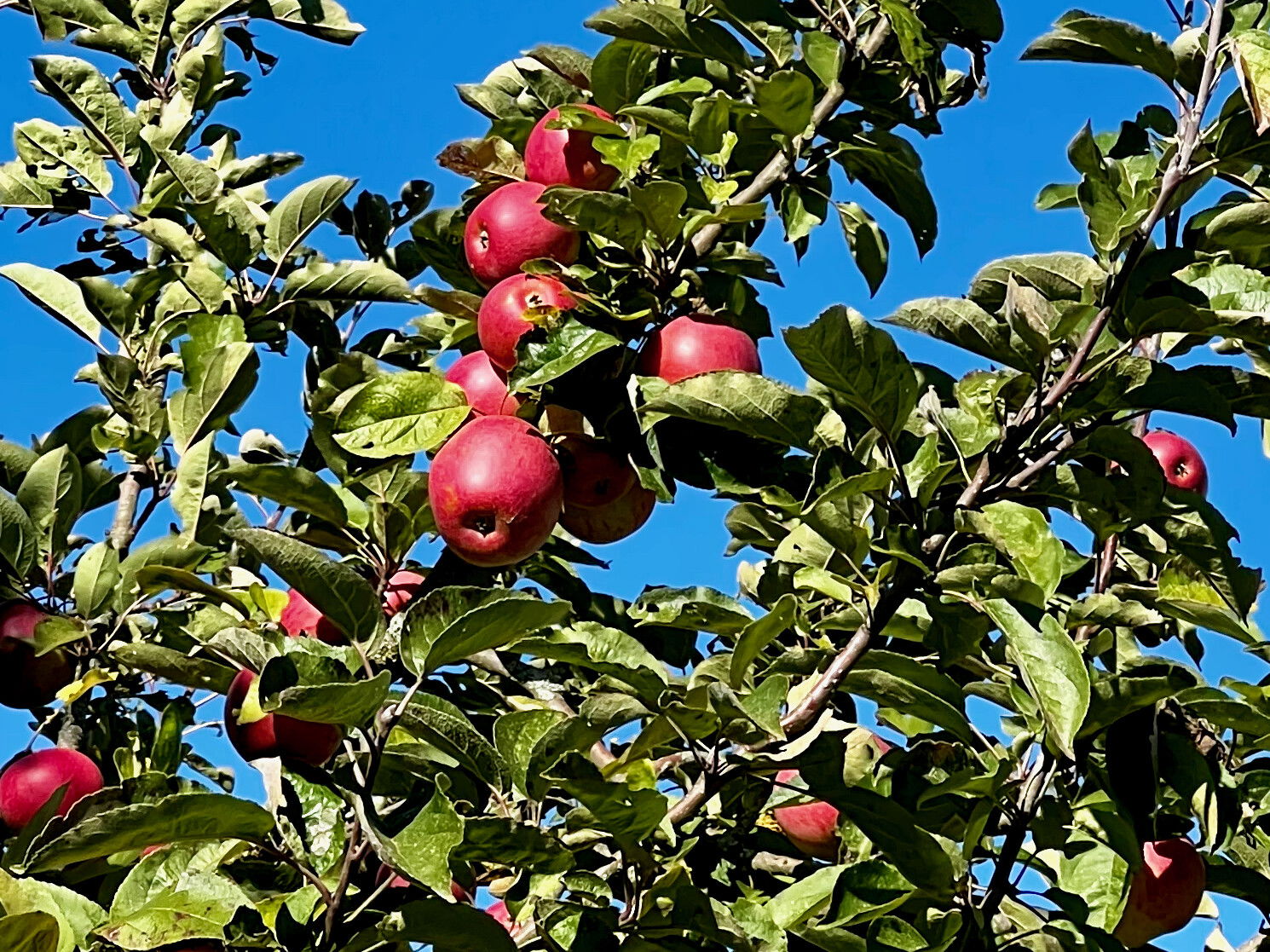 Herbstzeit - Apfelzeit