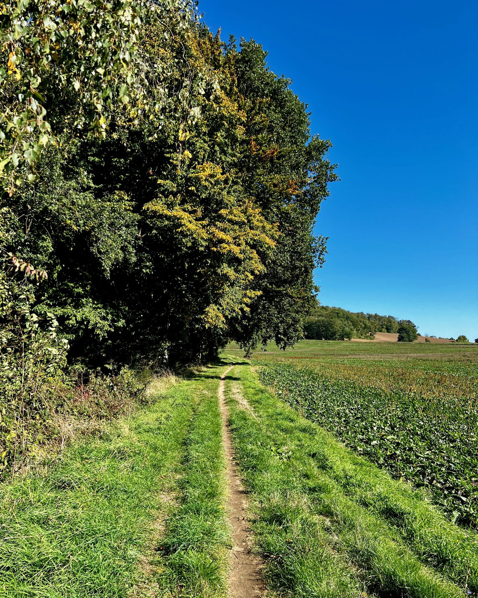 Ein kleines Stück geht's über den Traumpfad Saynsteig