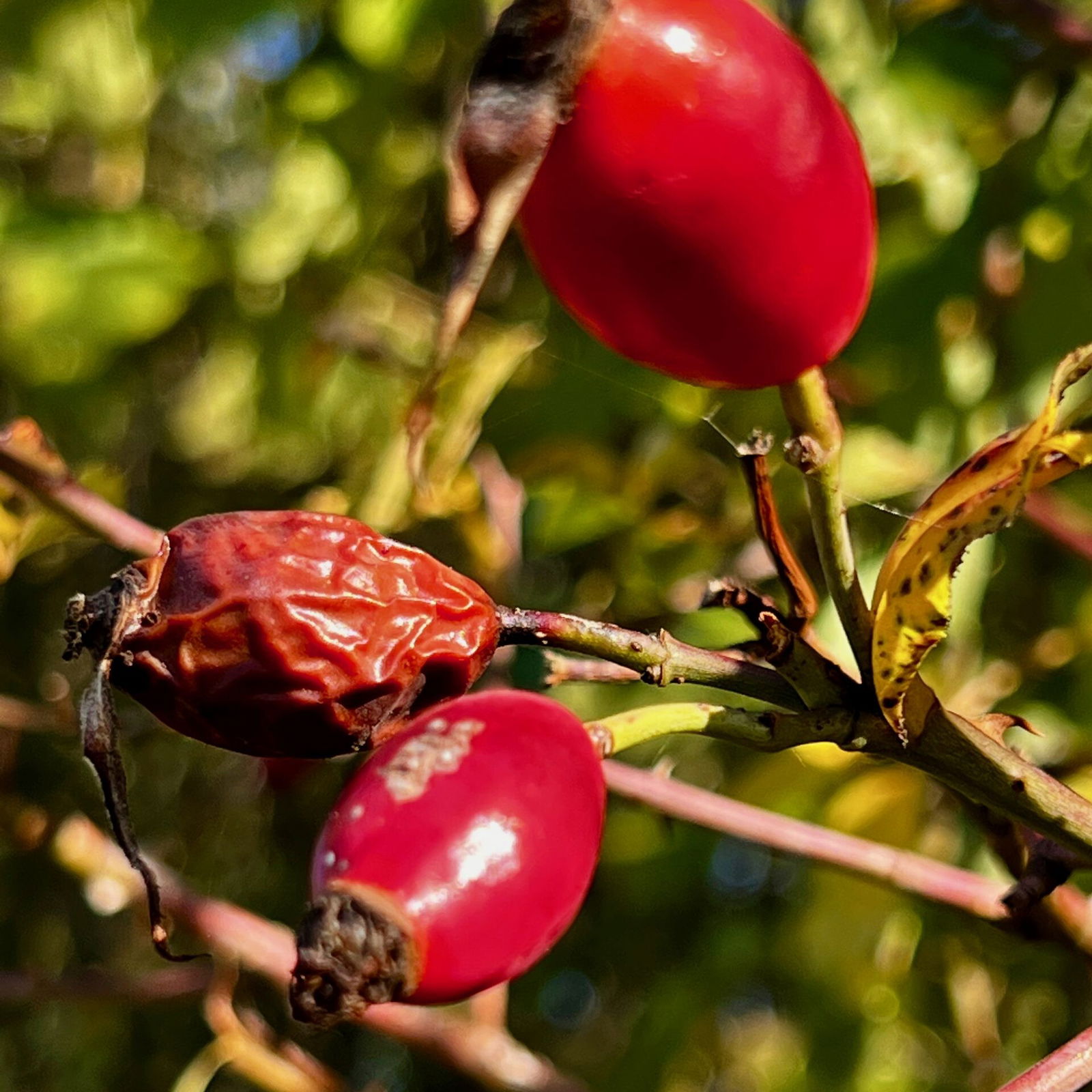 Hagebutten sind im Oktober mehr als reif