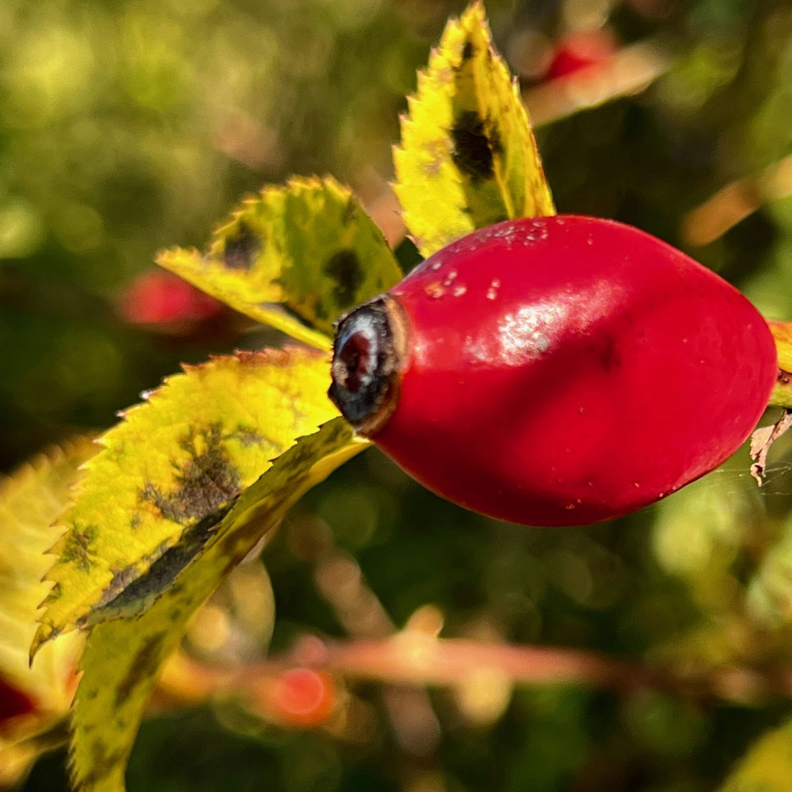 Hagebutten sind im Oktober mehr als reif