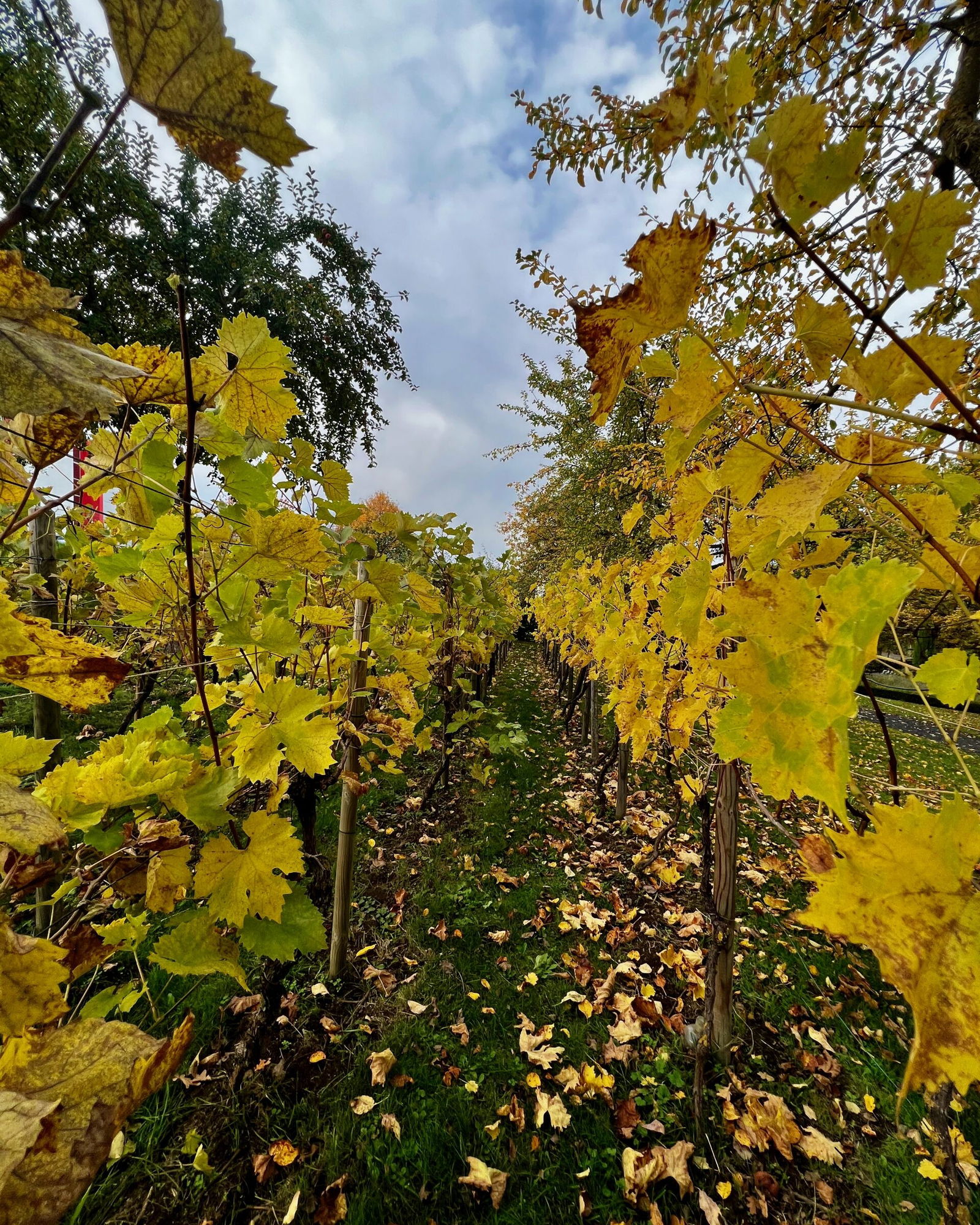 Weinreben beim Limesturm